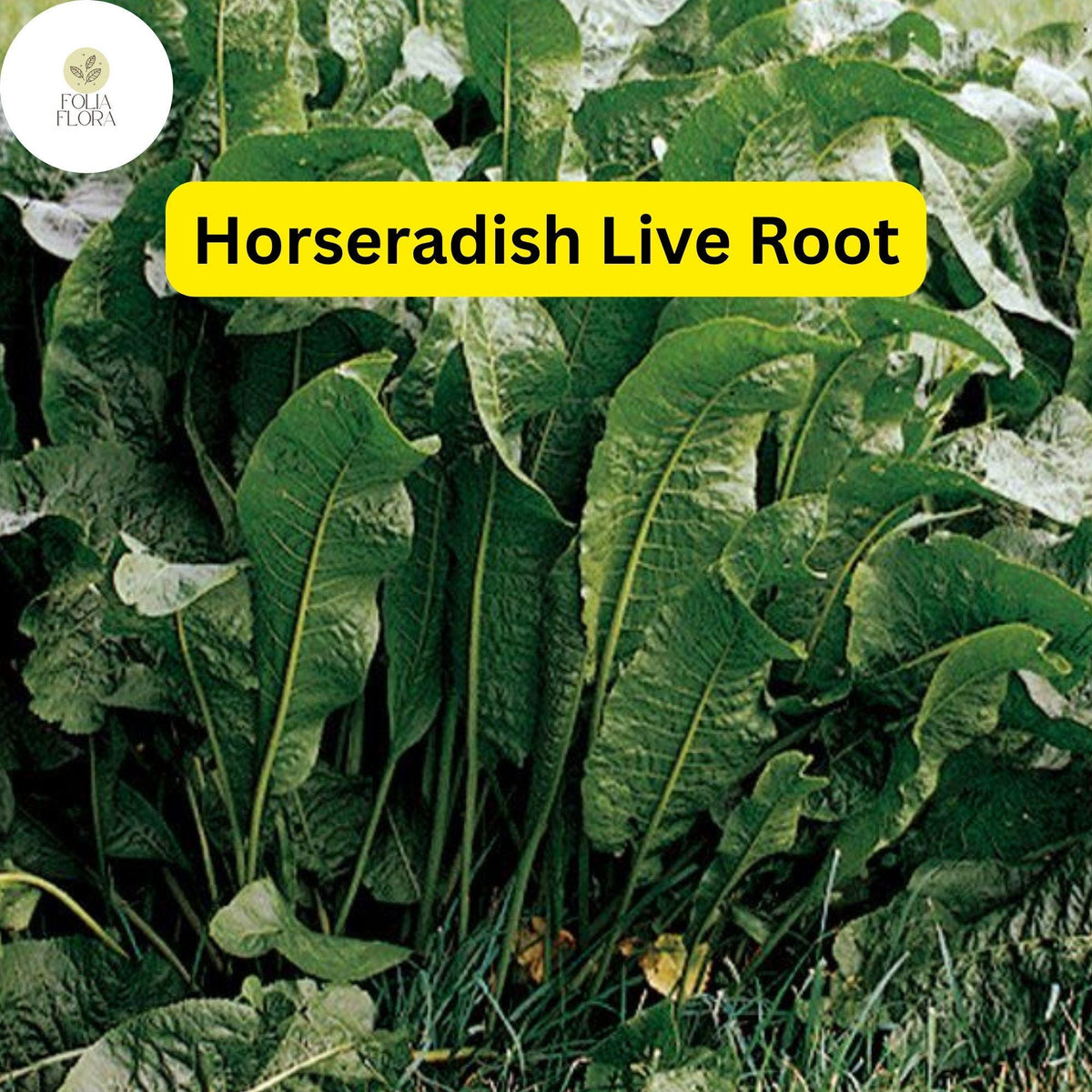 Organic Horseradish Roots for Planting - Easy-to-Grow Heirloom Crowns - Edible Perennial Herb - Armoracia rusticana