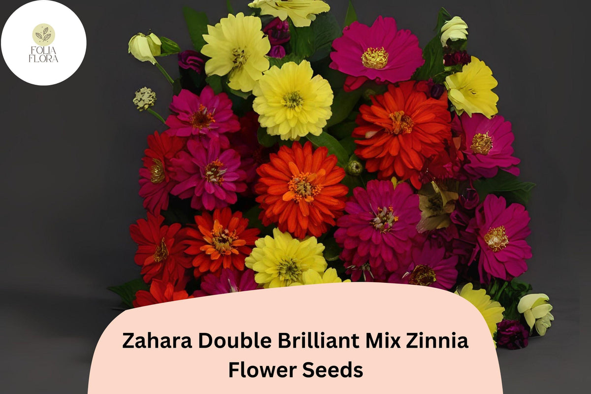 Zahara Double Brilliant Mix Zinnia Seeds - 100+ Non-GMO Annual Flowers (Zinnia marylandica) in Red, Orange & Yellow
