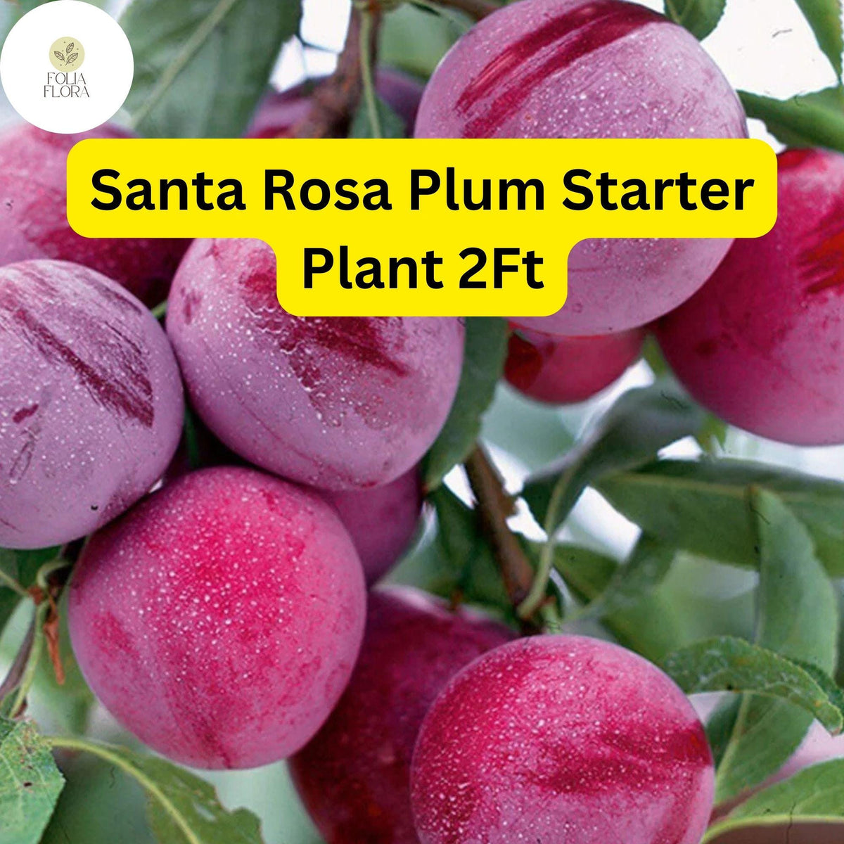 Santa Rosa Plum Tree - 2ft Live Fruit Tree, Reddish-Purple Plums, Prunus salicina, Self-Pollinating, Edible Landscaping