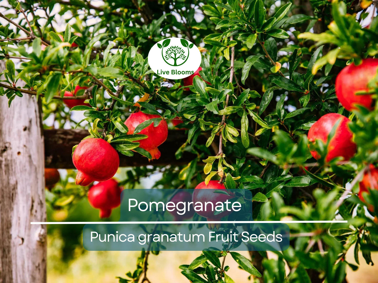 25 Pomegranate Seeds (Punica granatum) - Grow Sweet Tropical Edible Fruit Shrubs or Trees
