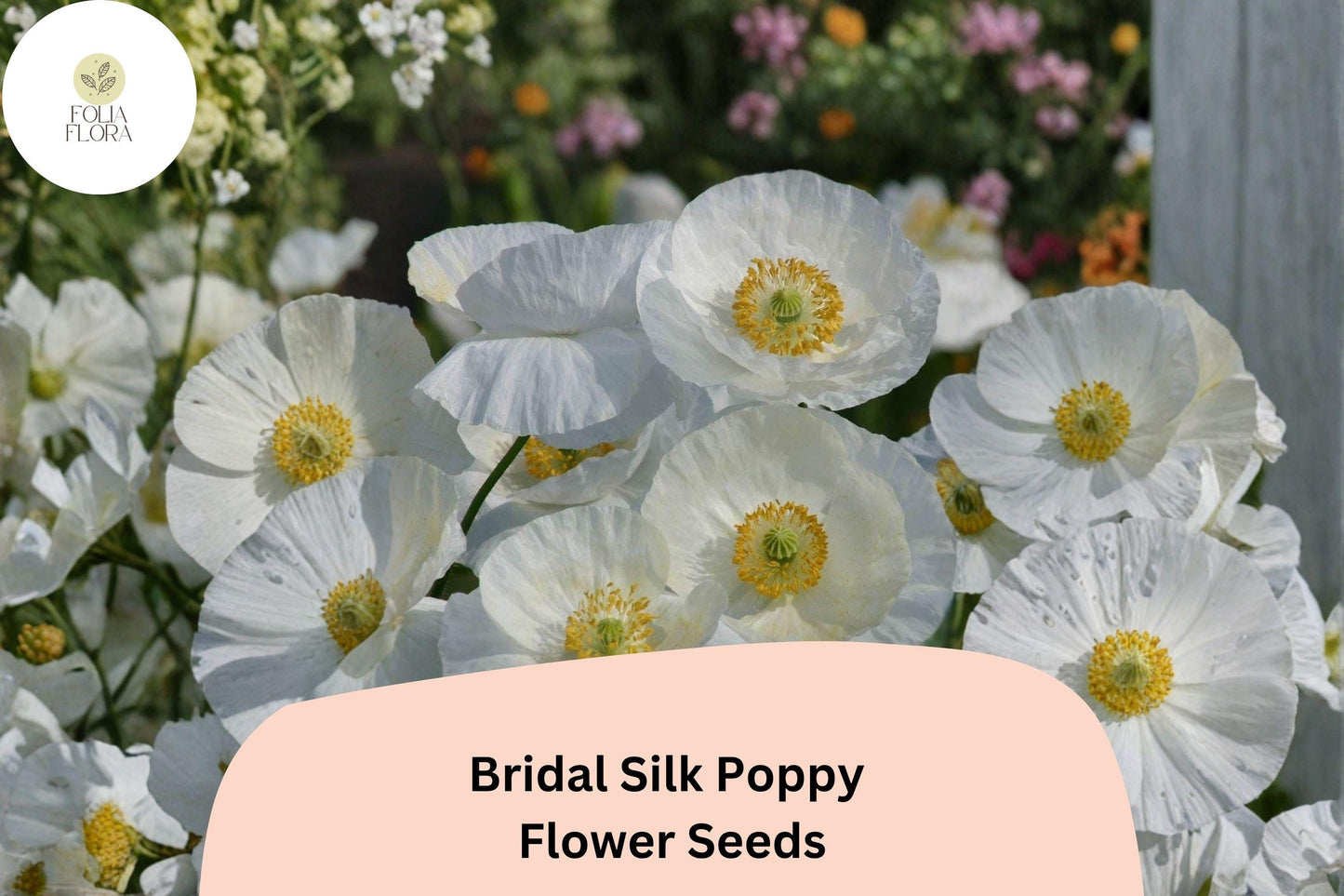 200+ Bridal Silk Poppy Seeds | Papaver rhoeas | White Annual Garden Flowers