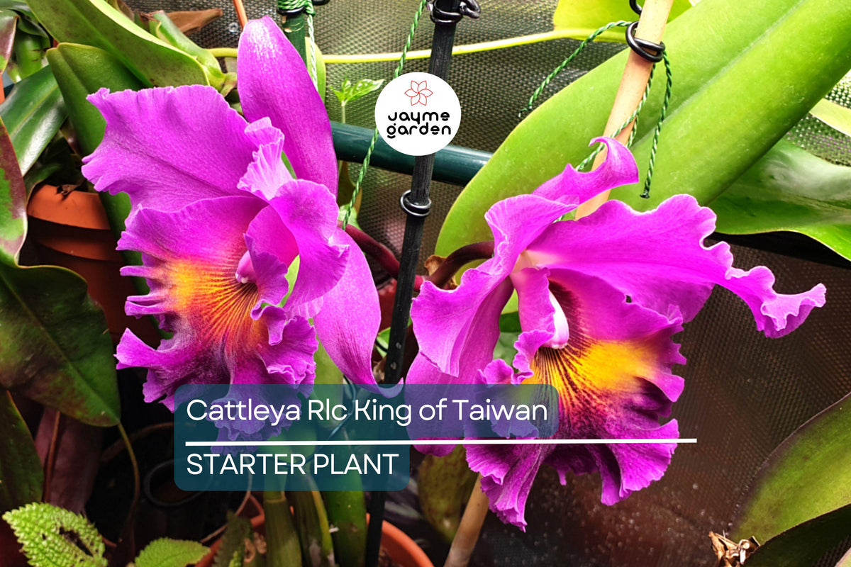 Cattleya Orchid Seedling | Potted Purple Blooms | Rlc King of Taiwan | Tropical Indoor/Outdoor Plant | Live Starter Plant