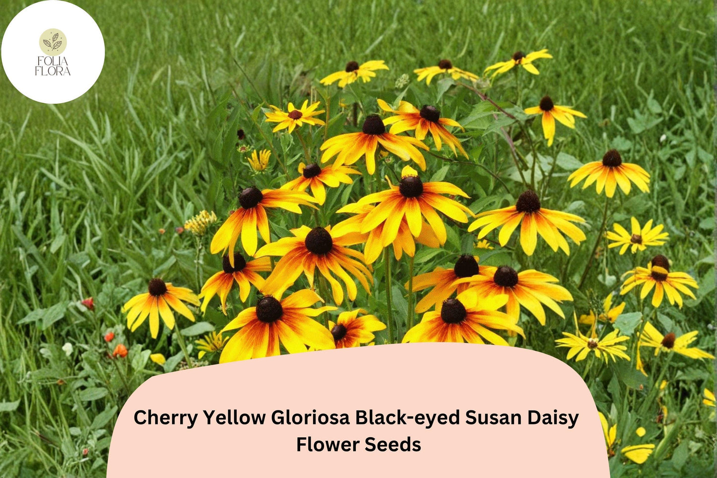 200+ Cherry Yellow Gloriosa Black-eyed Susan Daisy Seeds | Rudbeckia hirta | Bright Red-Yellow Flowers for Pollinator Gardens