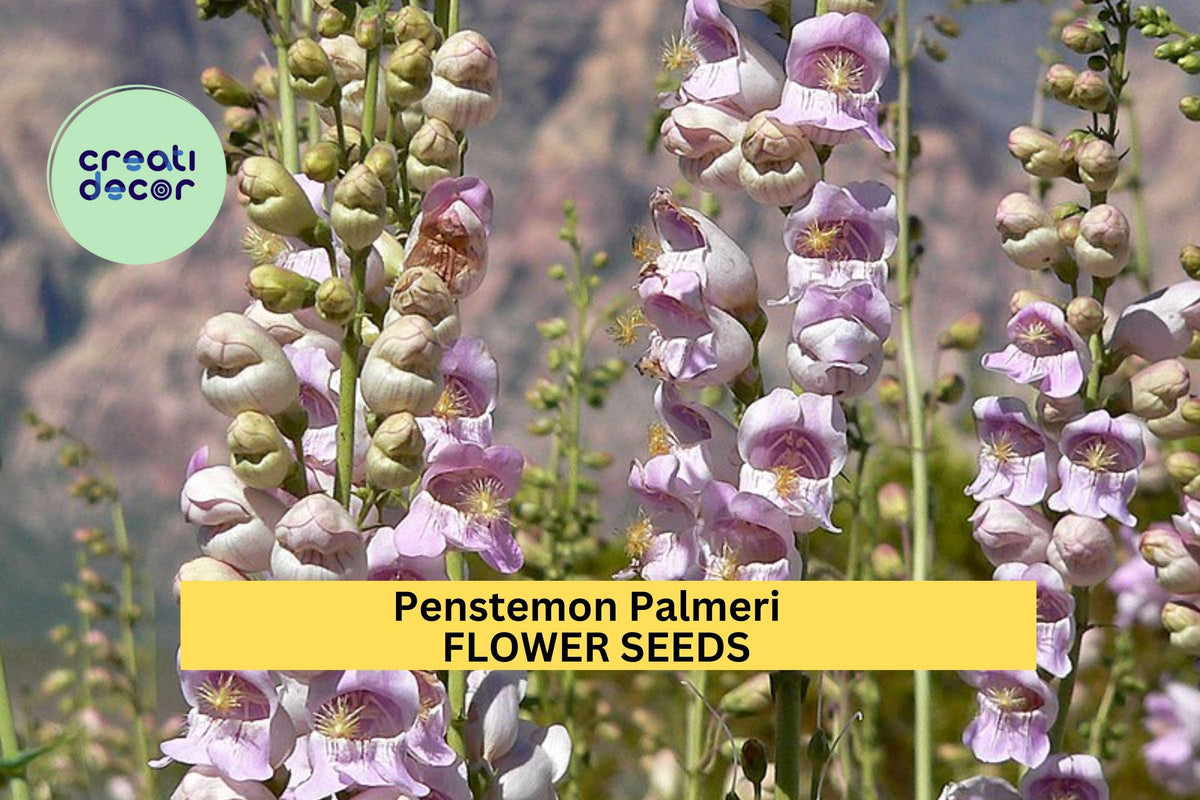 Penstemon palmeri Seeds - 3 Packets of 100mg Pink-Lavender Fragrant Wildflower Seeds for Pollinator Gardens & Xeriscaping