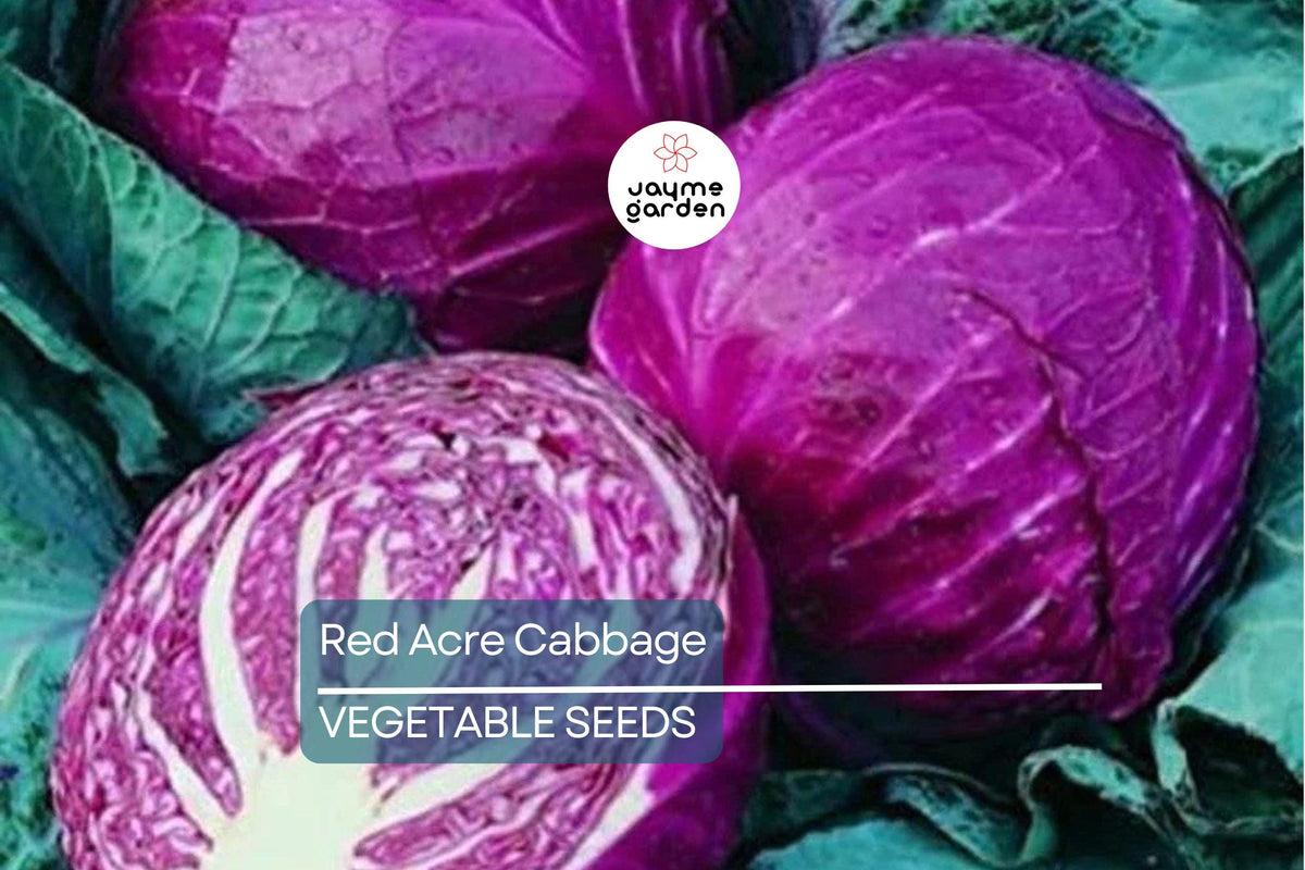 Red Acre Cabbage Seeds - 750 Non-GMO Heirloom, Reddish-Purple, Brassica oleracea, Gourmet Variety for Gardens & Containers