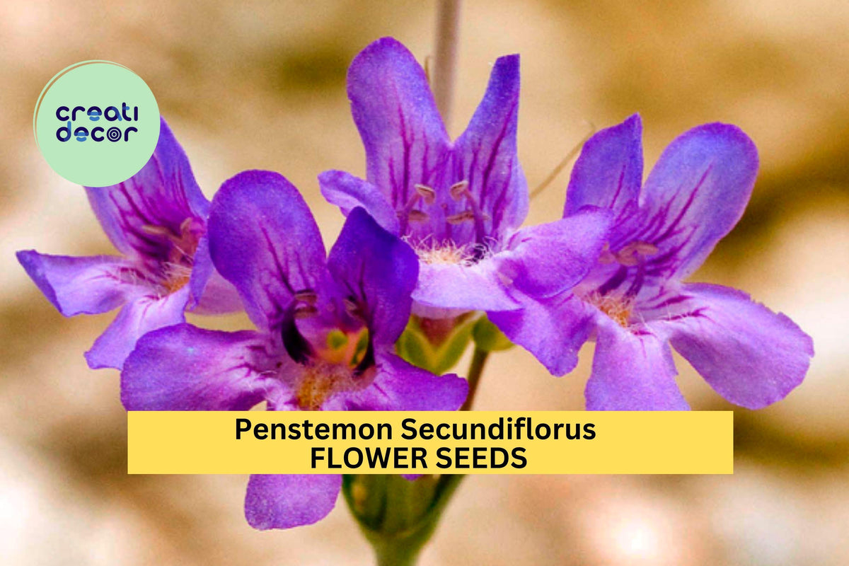 Penstemon Seeds 3pcs 100mg - Sidebells Penstemon, Lavender-Pink Blooms, Drought-Tolerant, Penstemon secundiflorus for Gardens