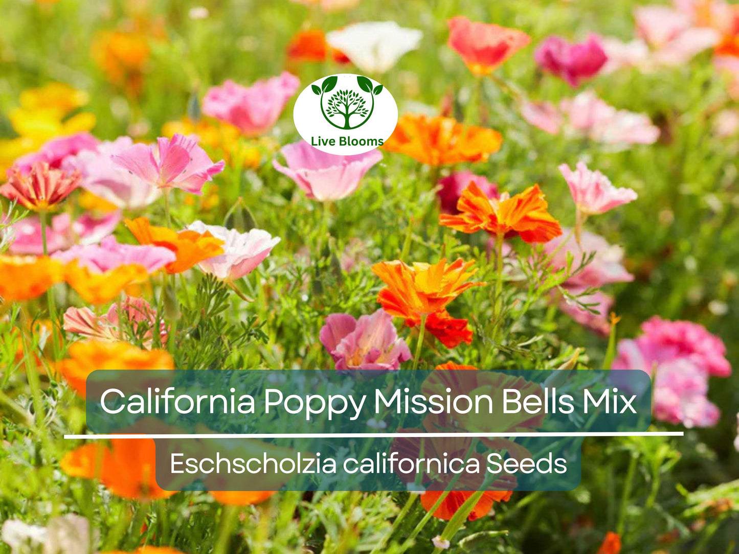 1000 Seeds California Poppy Mission Bells Mix – Non-GMO Wildflower Blend for Sunny Gardens
