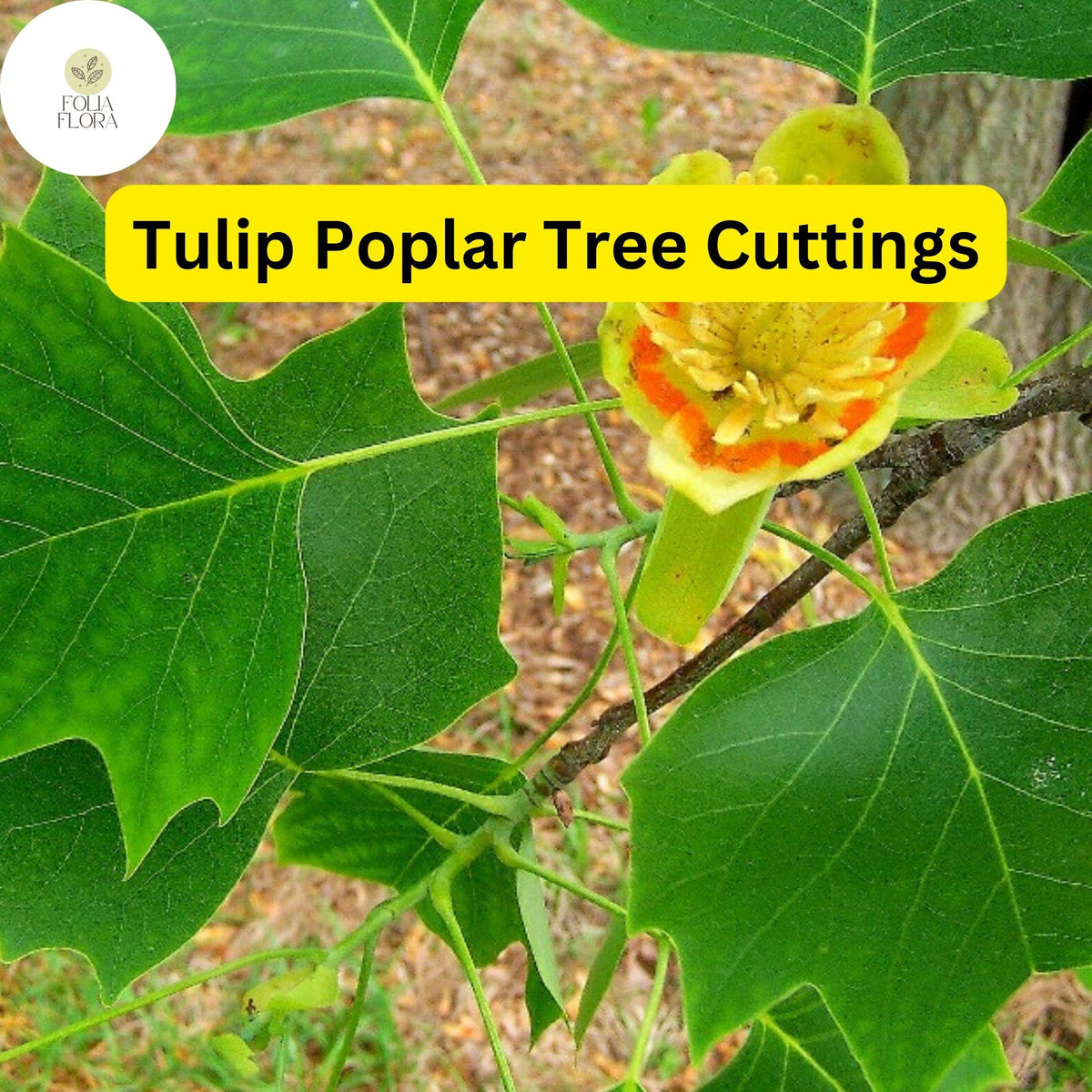 7 Live Cuttings Tulip Poplar Tree | Fast-Growing Shade Tree | Liriodendron tulipifera | Pollinator-Friendly Blooms
