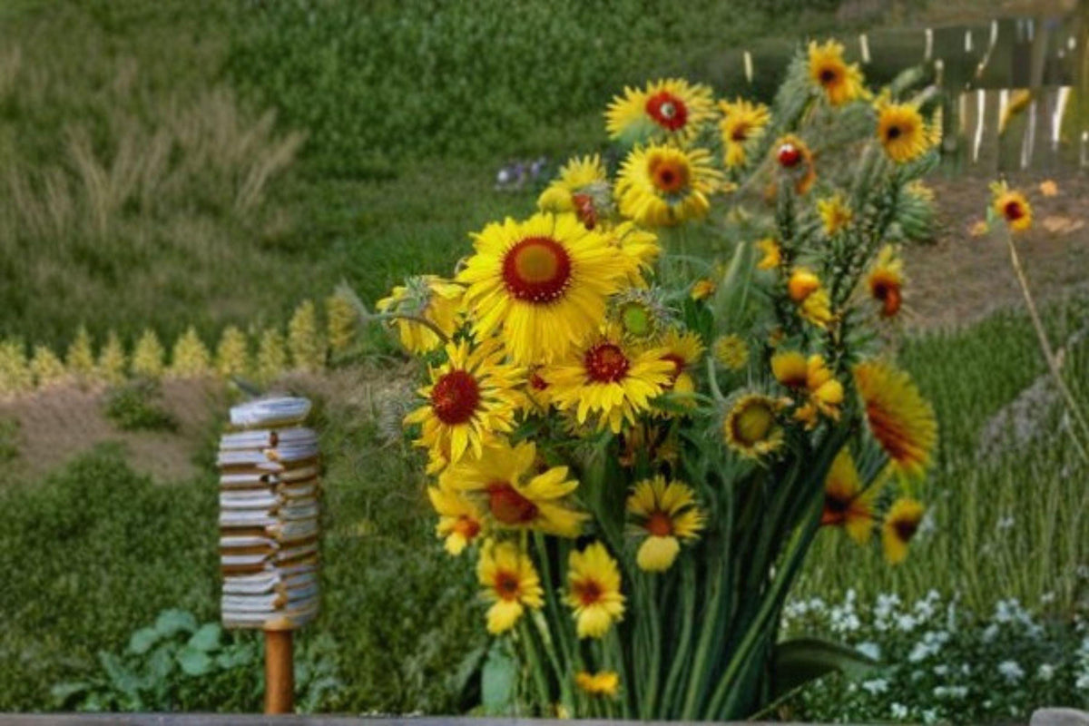 Meriwether Blanketflower Seeds - 25 Seeds, Red & Yellow Blooms, Native Perennial, Gaillardia aristata for Pollinator Gardens