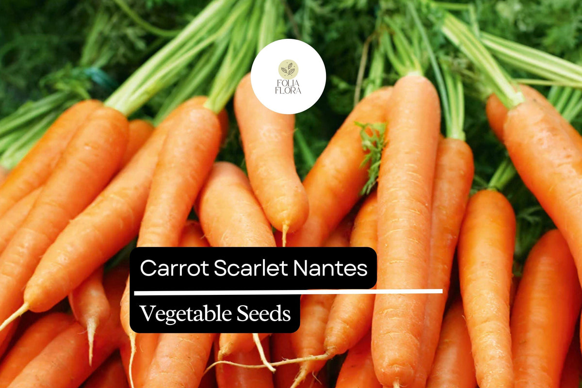 300 Seeds Carrot Scarlet Nantes Heirloom, Sweet Crisp Flavor, Daucus carota - Perfect for Gardens and Containers