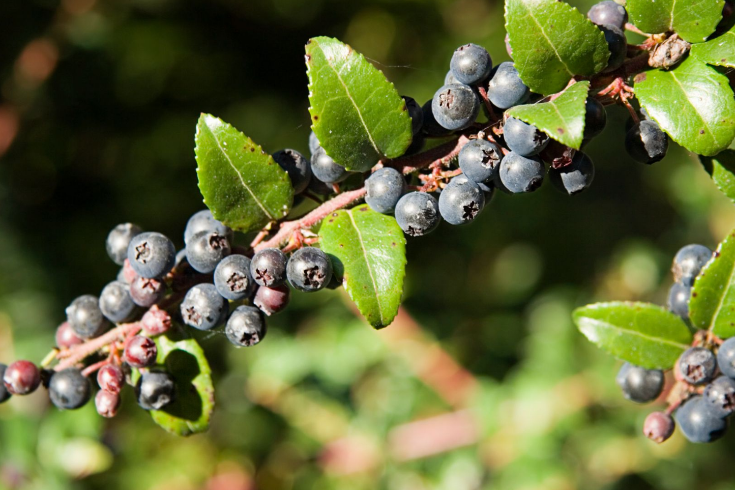 Dusk Huckleberry Seeds - Non-GMO Edible Berry Plant - Vaccinium membranaceum - 125, 300, or 500 Seeds