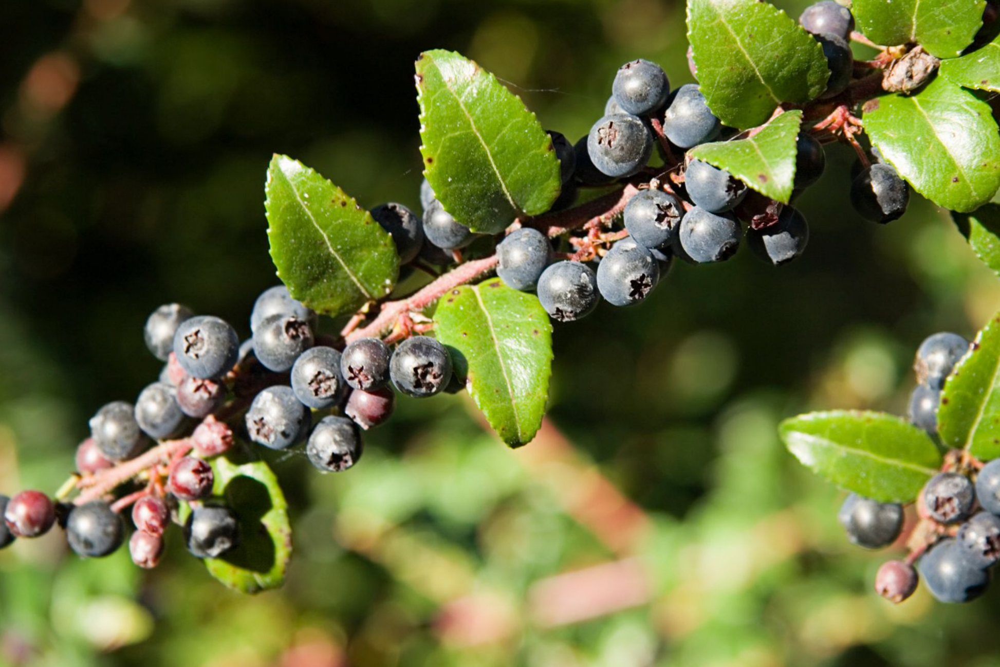 Dusk Huckleberry Seeds - Non-GMO Edible Berry Plant - Vaccinium membranaceum - 125, 300, or 500 Seeds