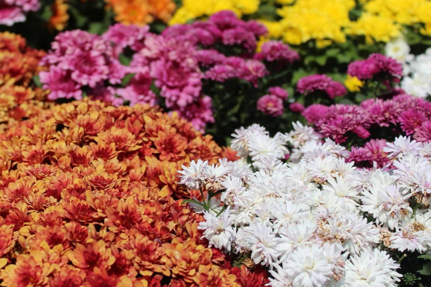 Chrysanthemum Seeds - Strawberry Butter Mum - 200+ Flower Seeds - Chrysanthemum morifolium - Vibrant Blooming Garden Plant