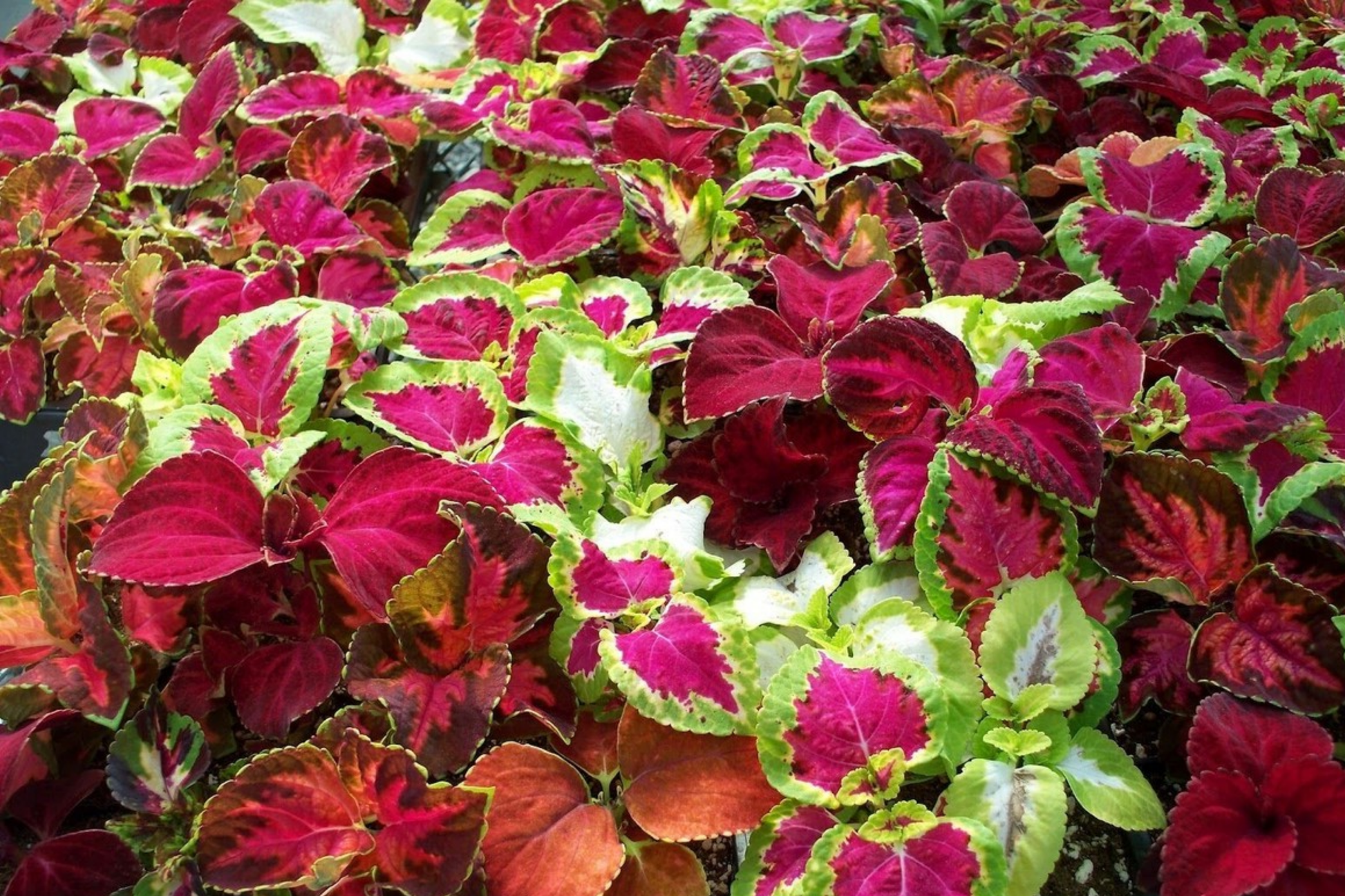 Coleus Seeds Bulk 500+ Non-GMO Heirloom Foliage Seeds Plectranthus scutellarioides