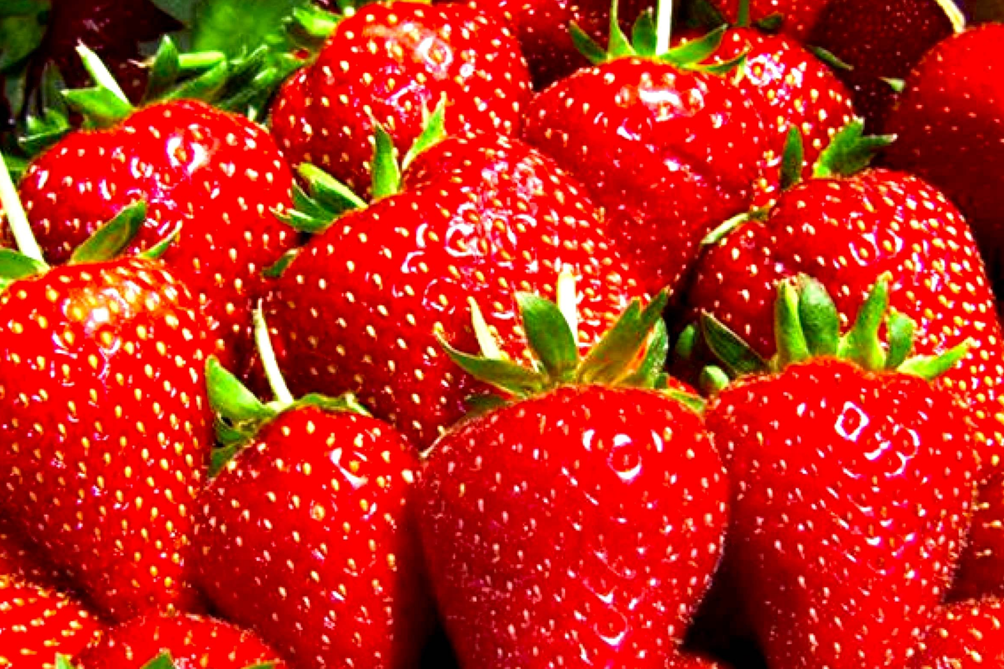 Berry Red Strawberry Seeds - Non-GMO Fragaria x ananassa for Home Garden, Pots & Raised Beds