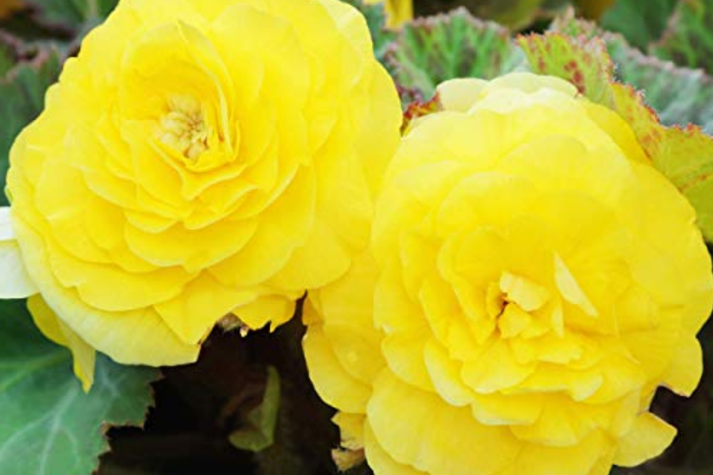 Tangy Twist Begonia Seeds - Non-GMO Flower Seeds for Pots & Borders - Begonia x tuberhybrida, Colorful Blooms, 45 or 125 Pack
