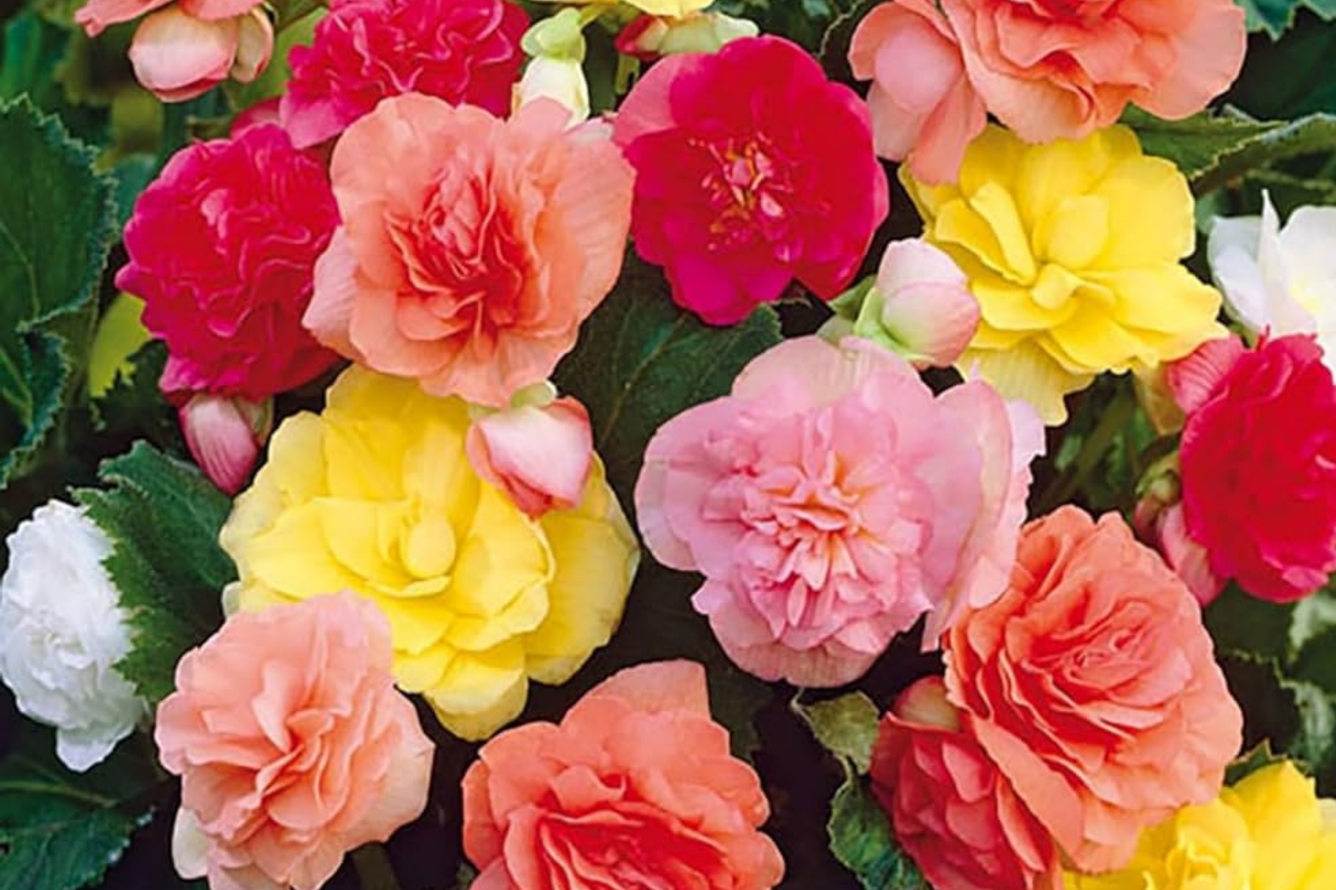Vintage Grace Begonia Seeds – Non-GMO Flower Seeds for Gardens, 45 or 125 Count, Begonia x tuberhybrida