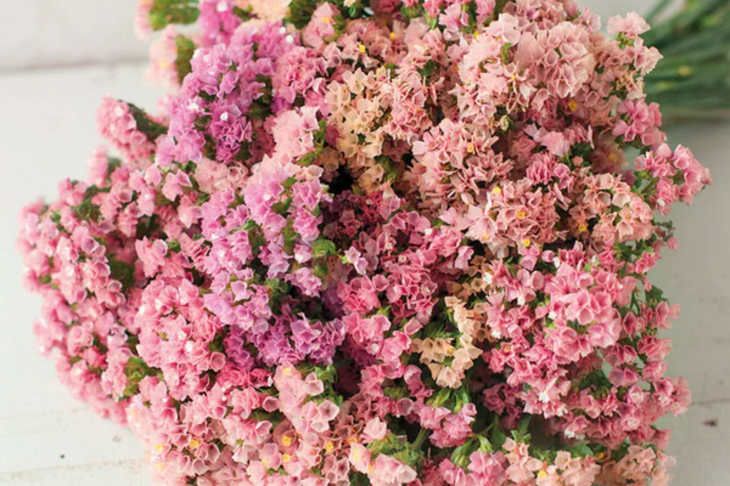 Statice Seeds - 85 Count - Limonium Flower Seeds for Garden, Drought-Tolerant Perennial, Cut Flowers, Butterfly Attractant