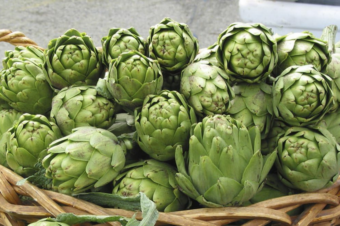Green Globe Artichoke Seeds - 50+ Non-GMO Heirloom Cynara scolymus
