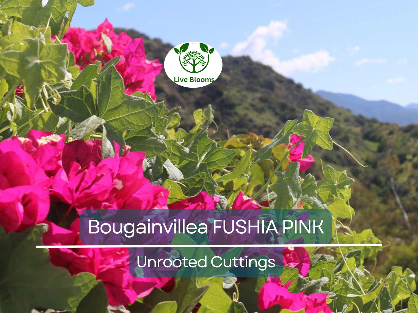 7 Fuchsia Pink Bougainvillea Unrooted Cuttings 6" | Bougainvillea glabra Flowering Shrub for Warm Climates
