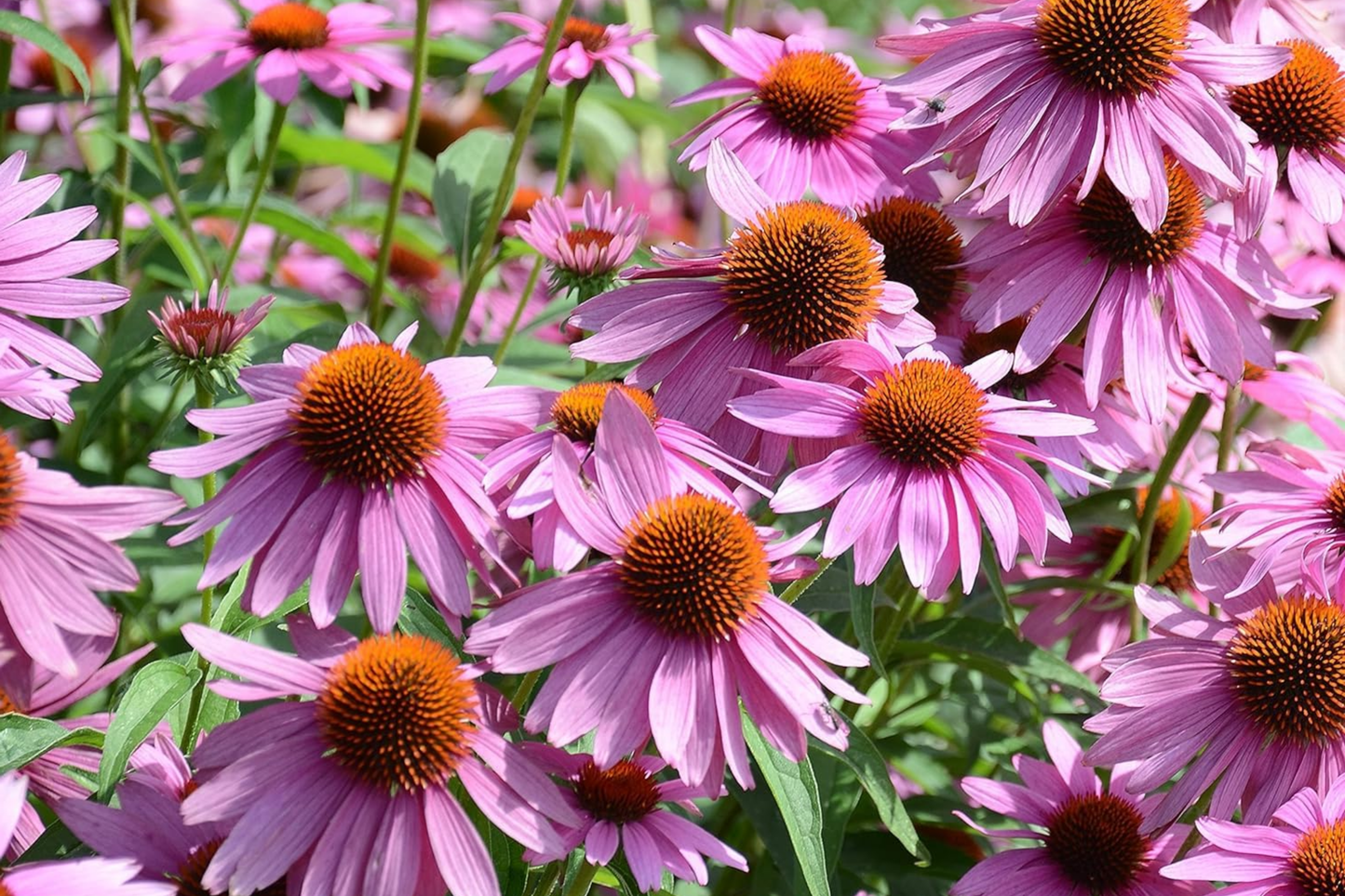 Coneflower Seeds Pack | Over 50 Echinacea purpurea Annual Flower Seeds for Gardens, Borders & Containers