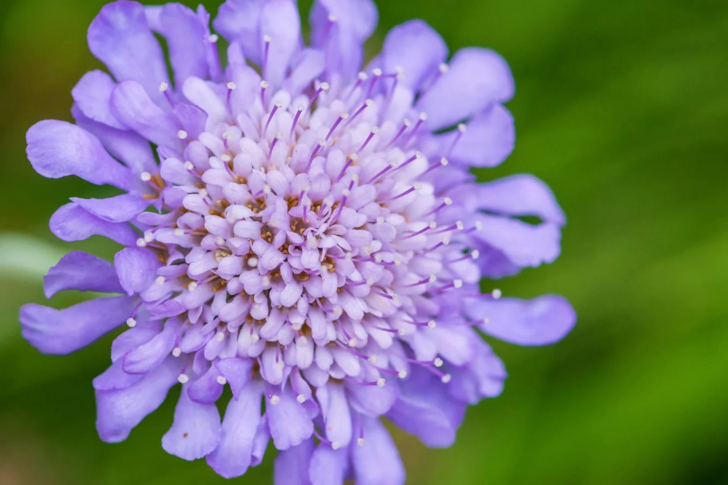Deep Blue Scabiosa Seeds - 75+ Annual Flower Seeds, Scabiosa columbaria, Blue Flower for Gardens, Borders & Containers