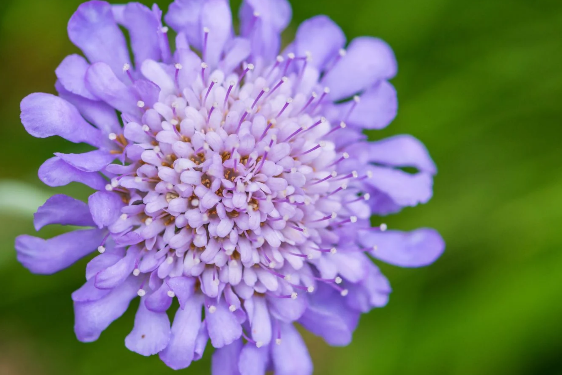 Deep Blue Scabiosa Seeds - 75+ Annual Flower Seeds, Scabiosa columbaria, Blue Flower for Gardens, Borders & Containers