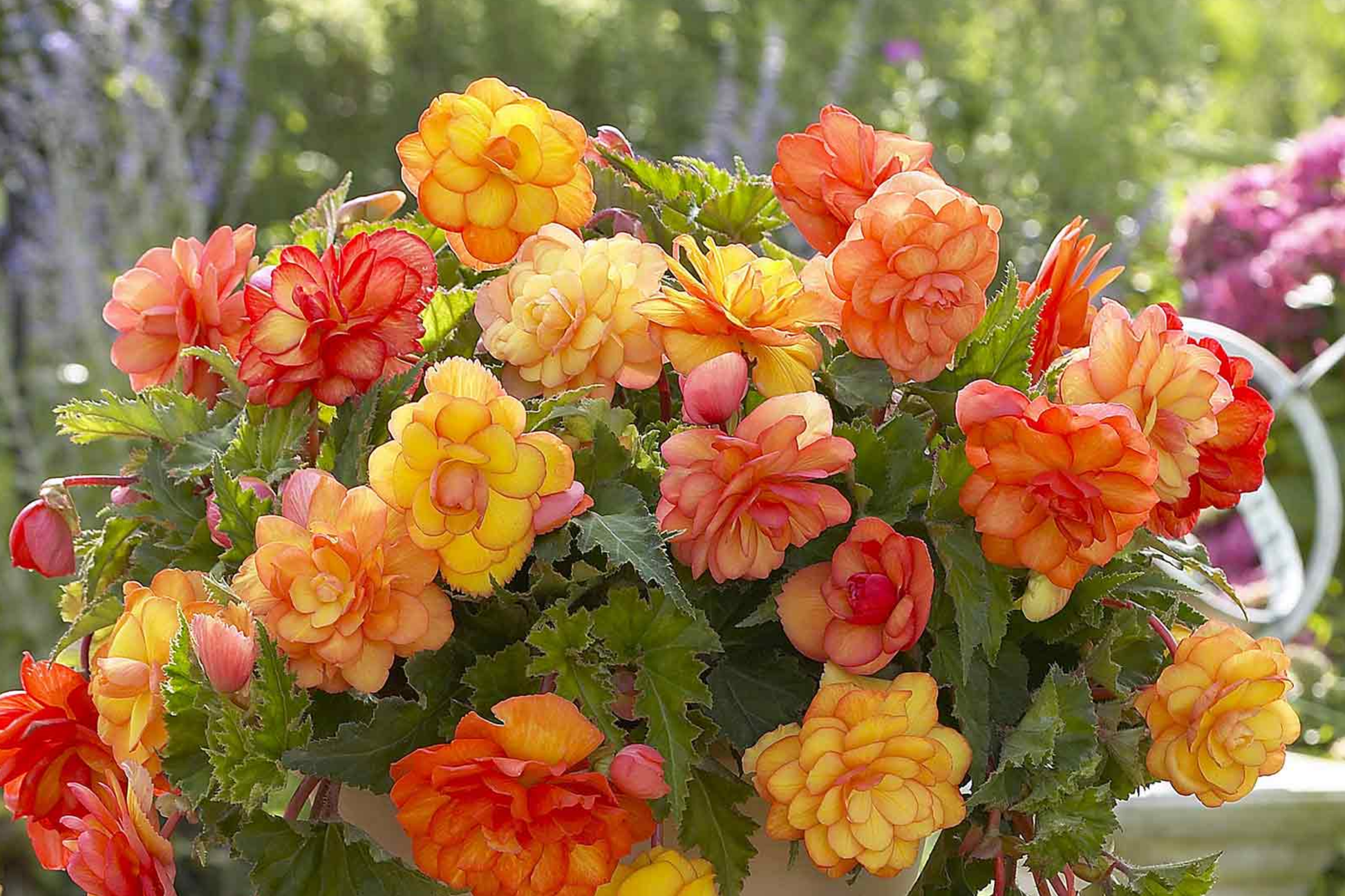 Rosy Haze Begonia Seeds - 45/125 Non-GMO Flower Seeds - Begonia x hybrida for Indoor & Outdoor Gardening