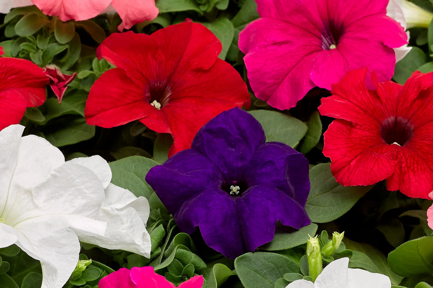 Sun Grand Petunia Seeds - Bulk 1000+ Flower Seeds for Garden Beds & Containers - Petunia x hybrida Annual