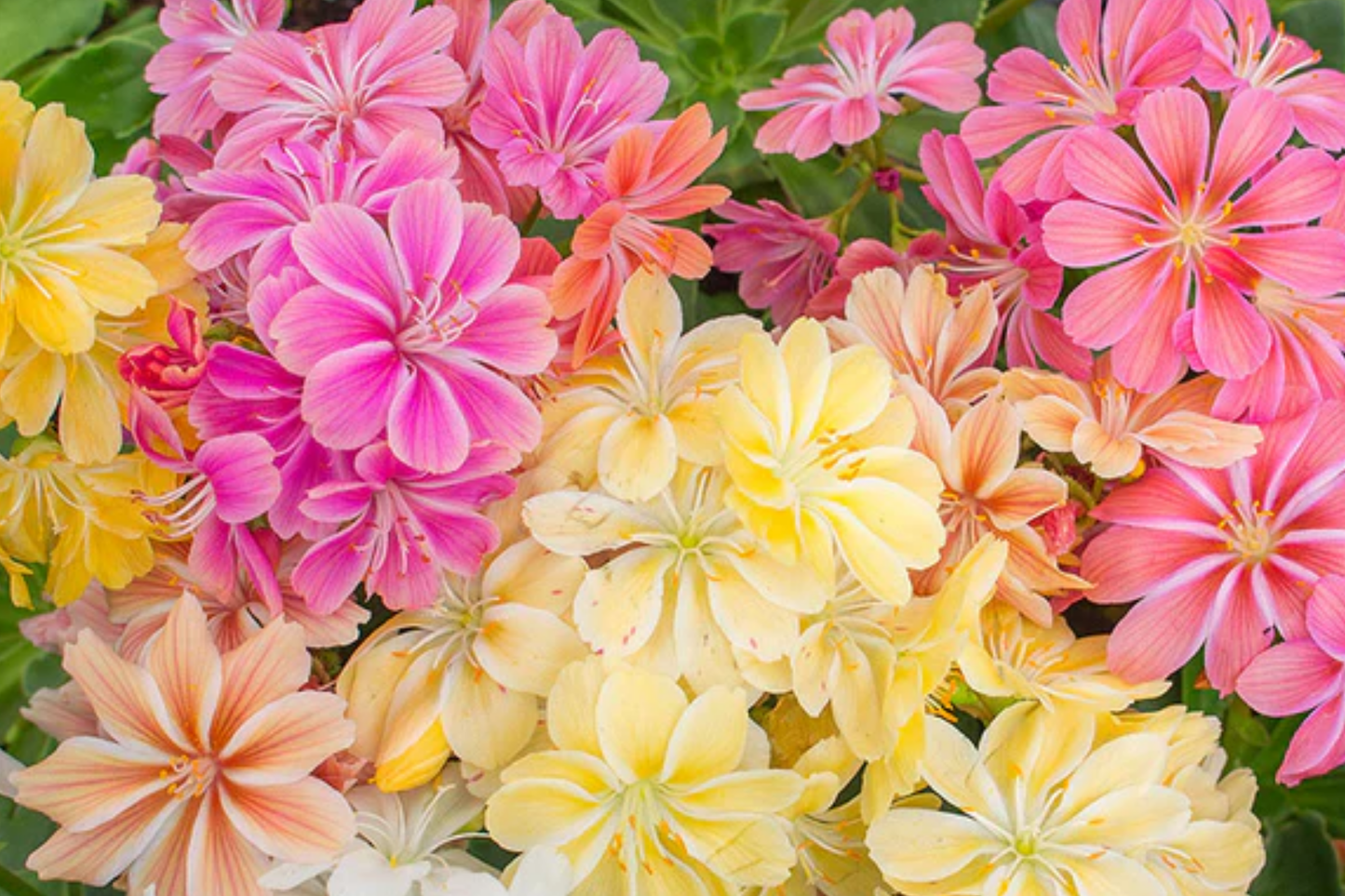 Peach Lewisia Seeds - Non-GMO Flower Seeds for Garden - Lewisia cotyledon - Rock Garden, Border, Perennial, Compact Rosette