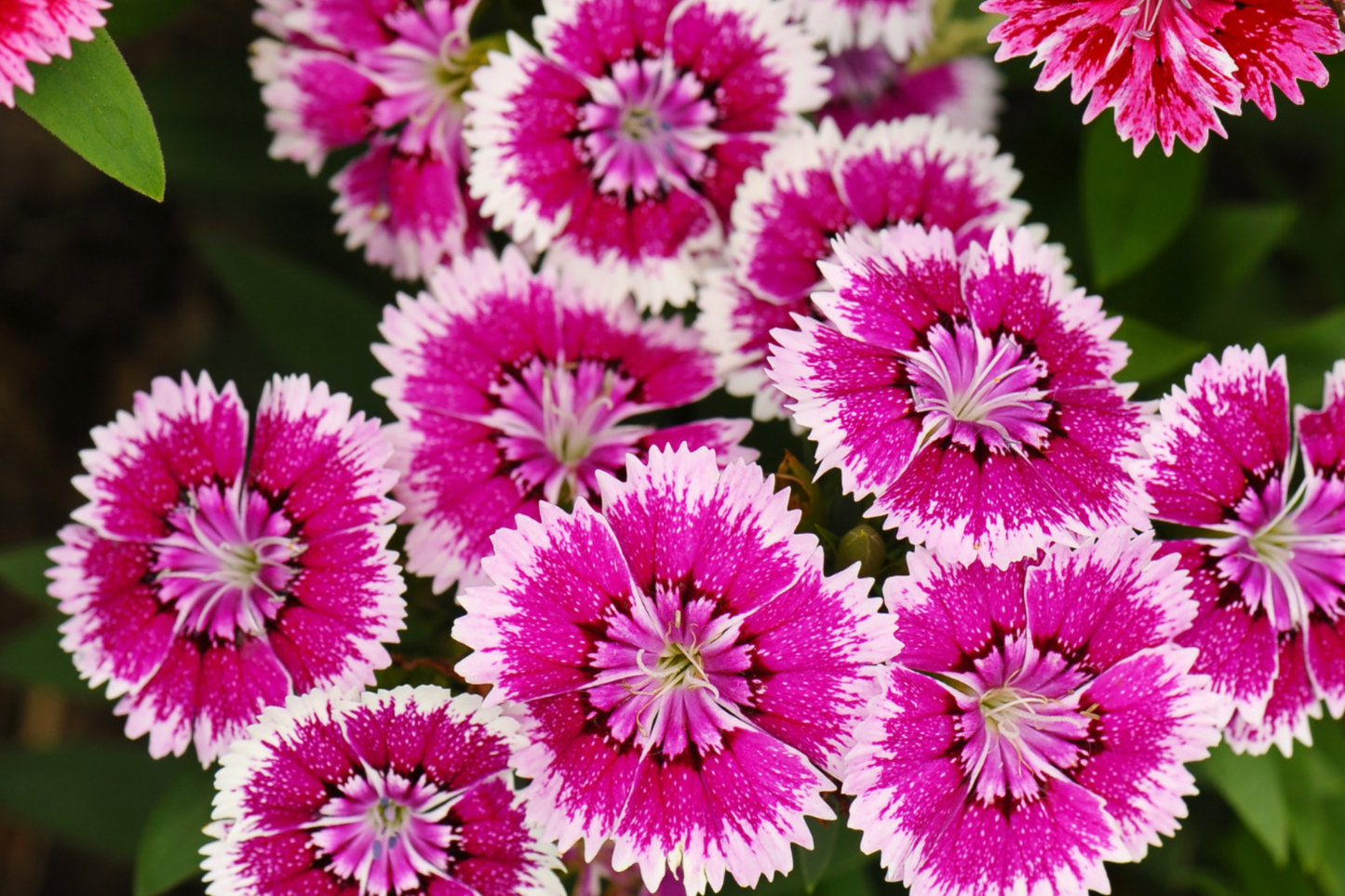 Dianthus Seeds - Bulk 500+ Ann Boyden Carnation Flower Seeds - Annual Garden Planting - Fragrant Blooms - Dianthus caryophyllus