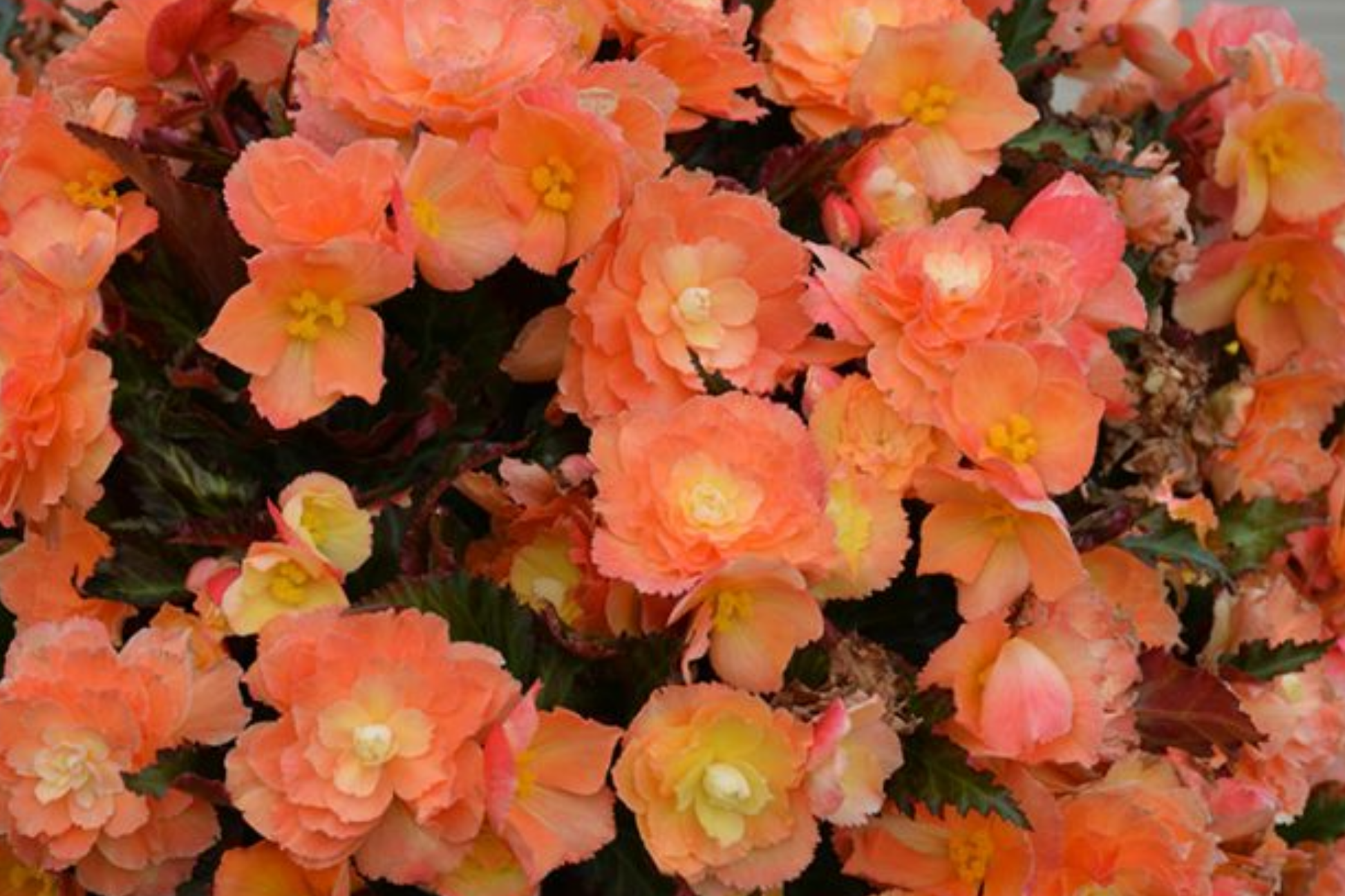 Begonia Seeds - Sunrise Trifecta Variety - Non-GMO Flower Seeds - Begonia x tuberhybrida - 45 or 125 Seeds