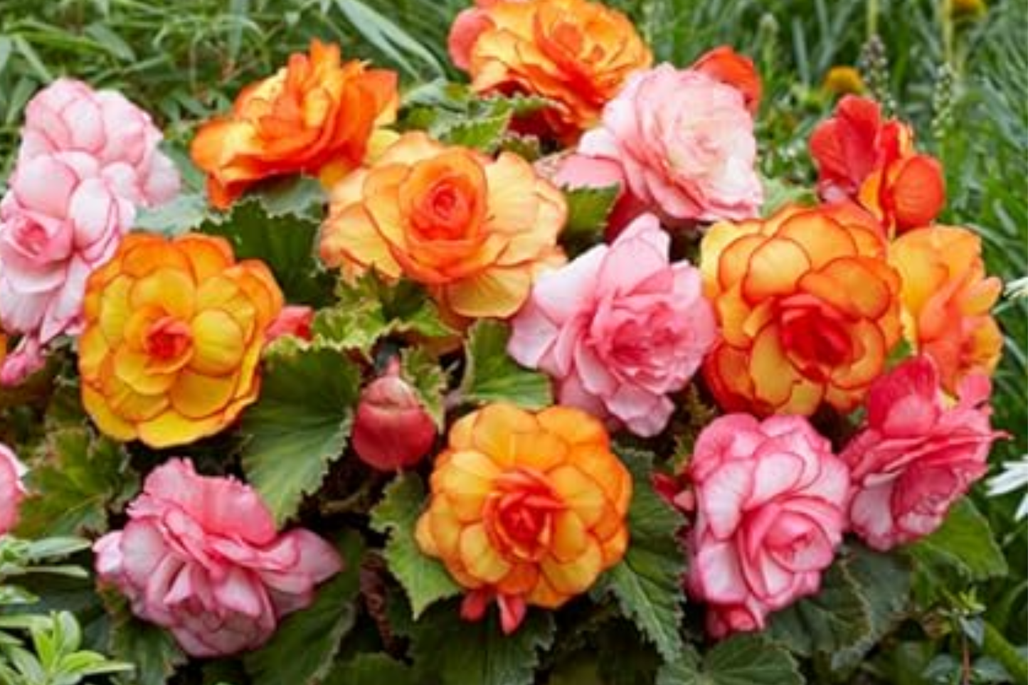 Copper Oasis Begonia Seeds - Non-GMO Flower Seeds for Indoor & Outdoor Gardening, 45 or 125 Seeds, Begonia x tuberhybrida