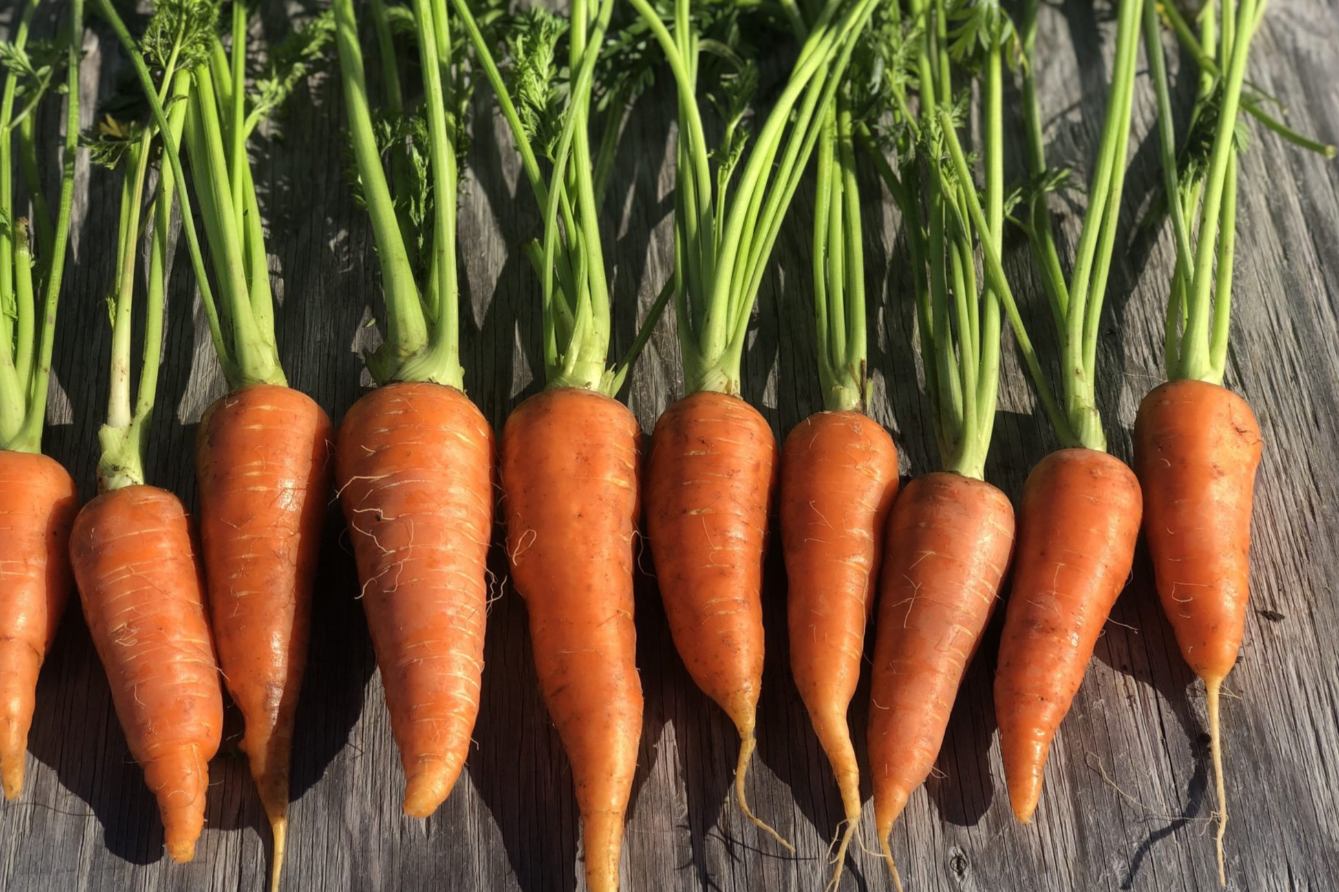 Carrot Vegetable Seeds Packets – Non-GMO, Multiple Varieties for Home Garden, Daucus carota, 400+ Seeds