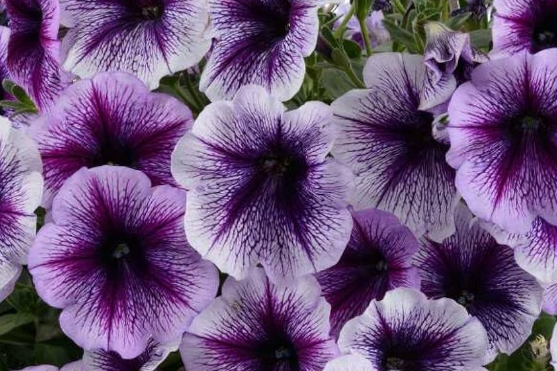 Raspberry Reverie Petunia Seeds - 1000+ Count - Perennial Flower Seeds - Petunia x hybrida - Pink & Purple Blooms