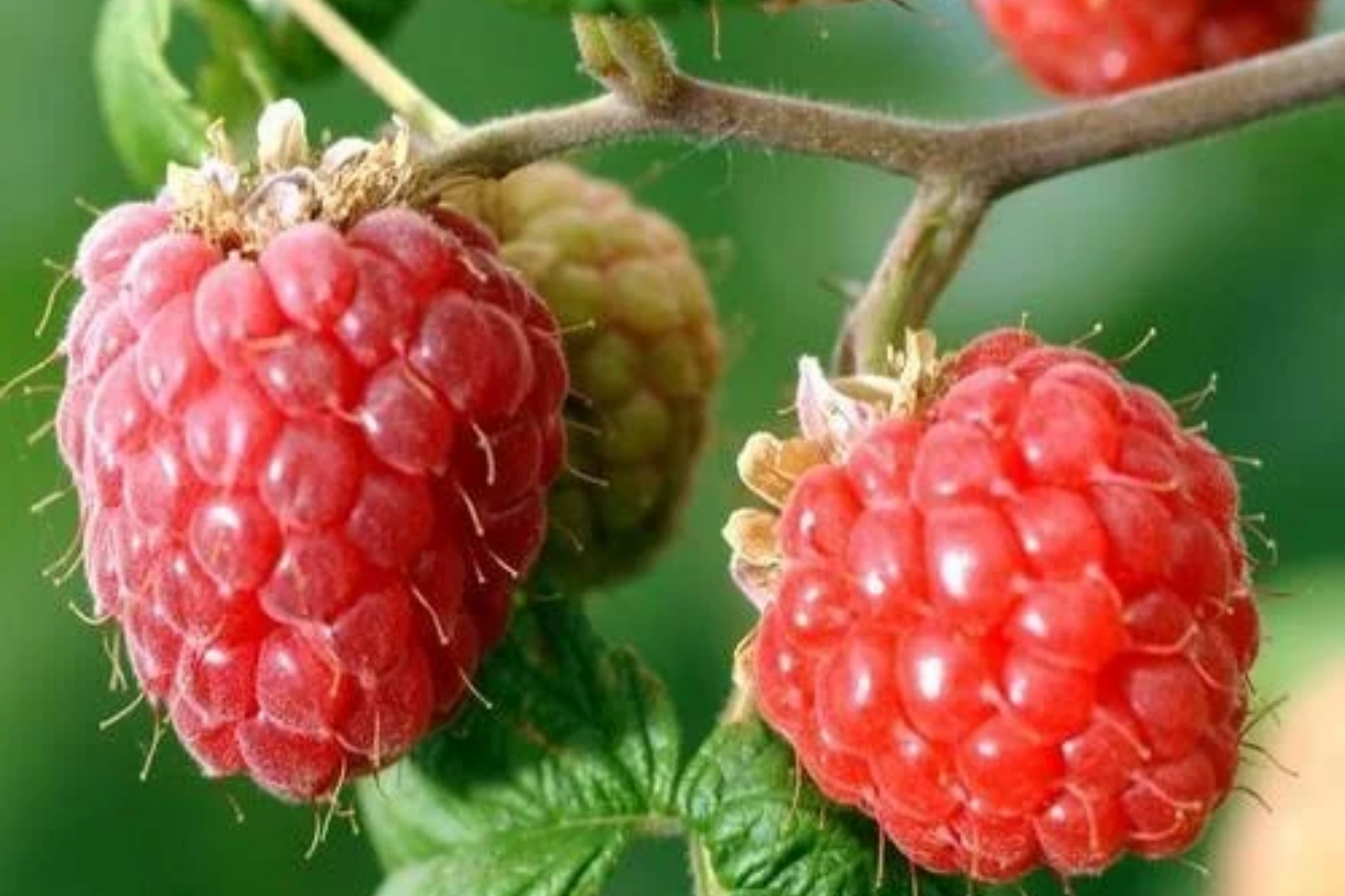 Rove Raspberry Seeds Non-GMO Rubus idaeus Bulk Fruit Seeds for Home Garden, 125/300/750 Count