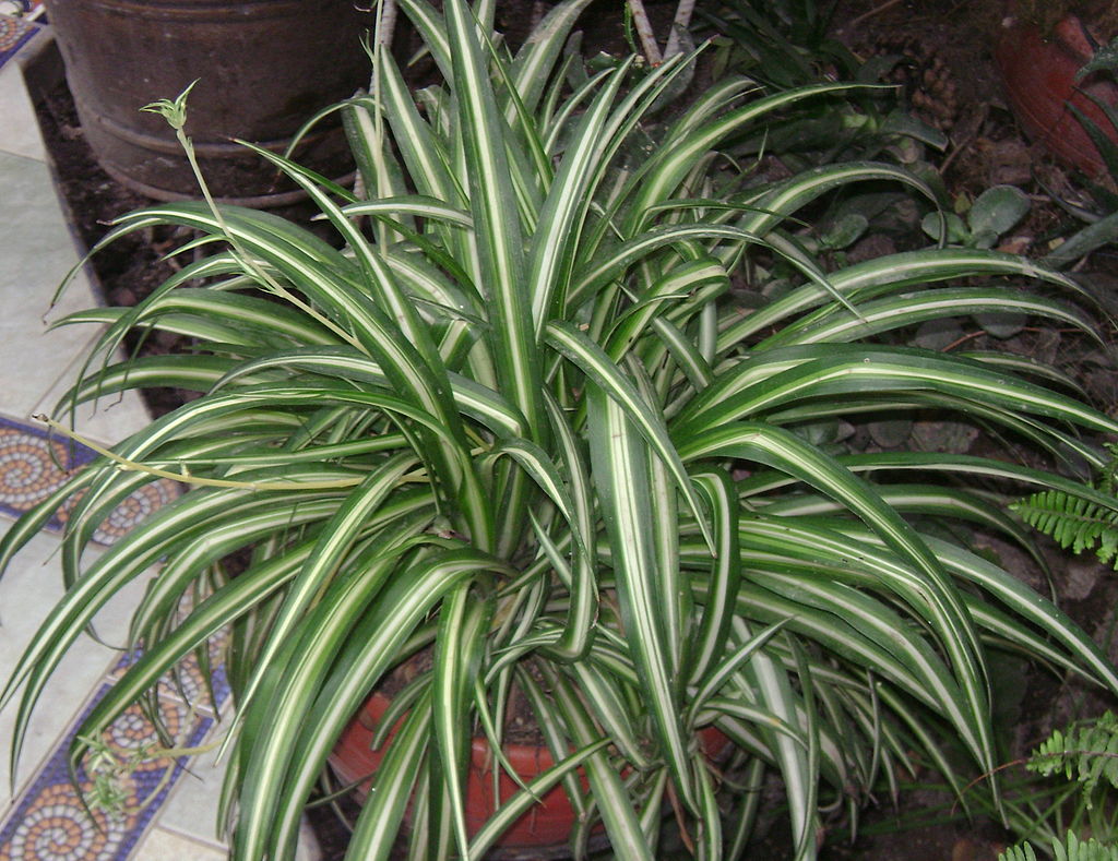 10 Variegated Spider Plant Cuttings | Easy to Root Chlorophytum comosum | Air-Purifying Indoor Houseplants