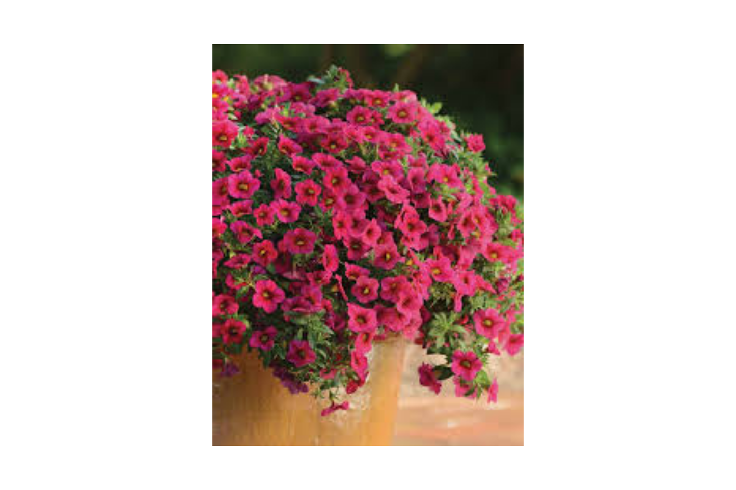 Rich Berry Begonia Seeds - Non-GMO Flower Seeds for Gardens, 45 or 125 Pack, Vibrant Blooms, Begonia x tuberhybrida