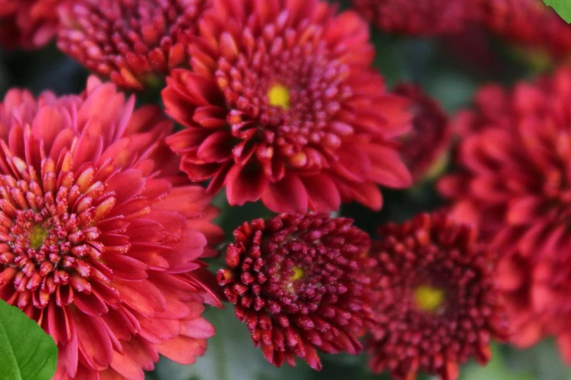 Easter Mix Mum Seeds - 200+ Chrysanthemum morifolium Annual Flower Seeds for Garden, Colorful Blooms, Pollinator Attracting