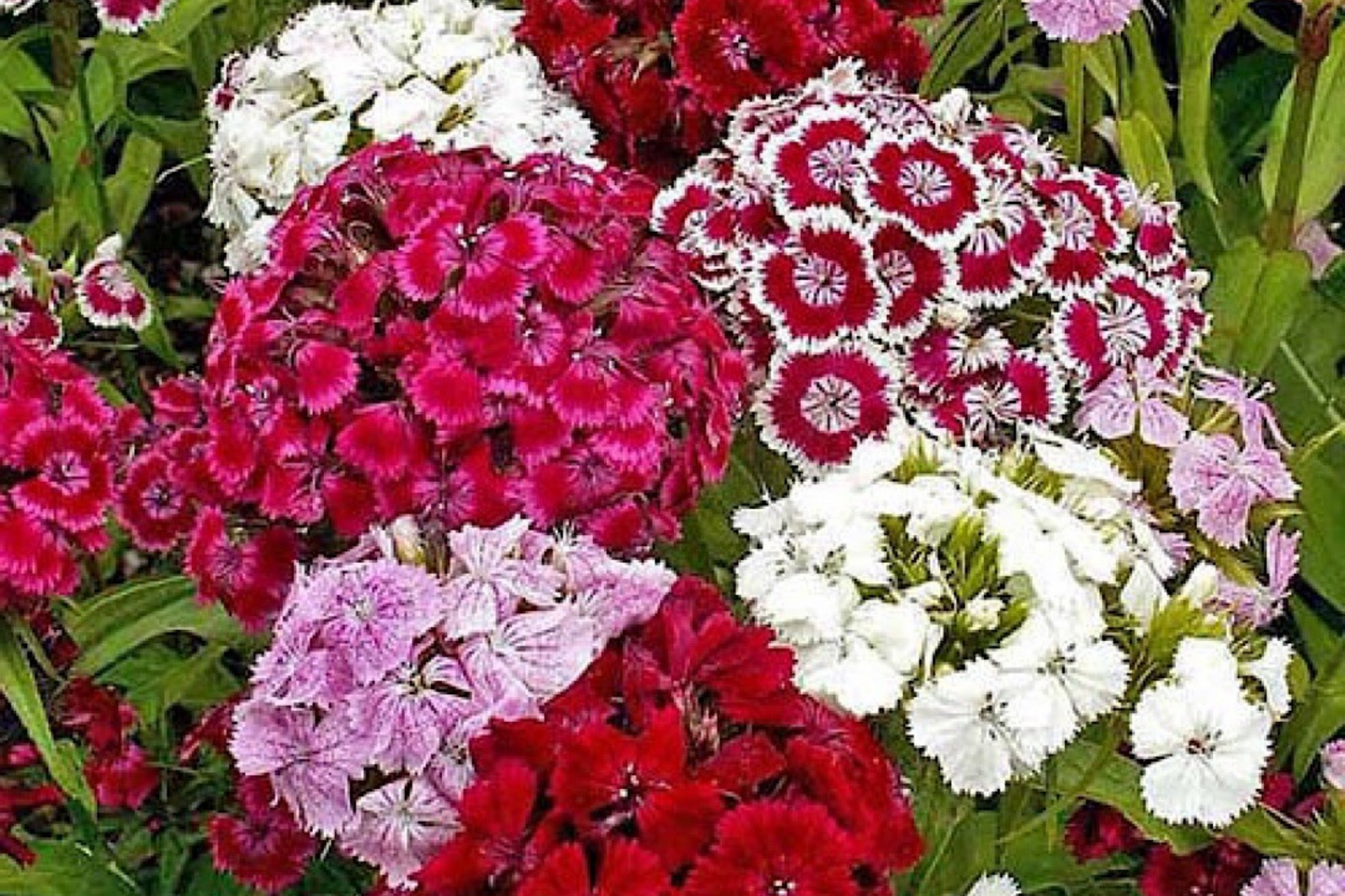 Lilac Frost Dianthus Seeds - Bulk 500+ Annual Flower Seeds for Borders & Containers - Dianthus caryophyllus