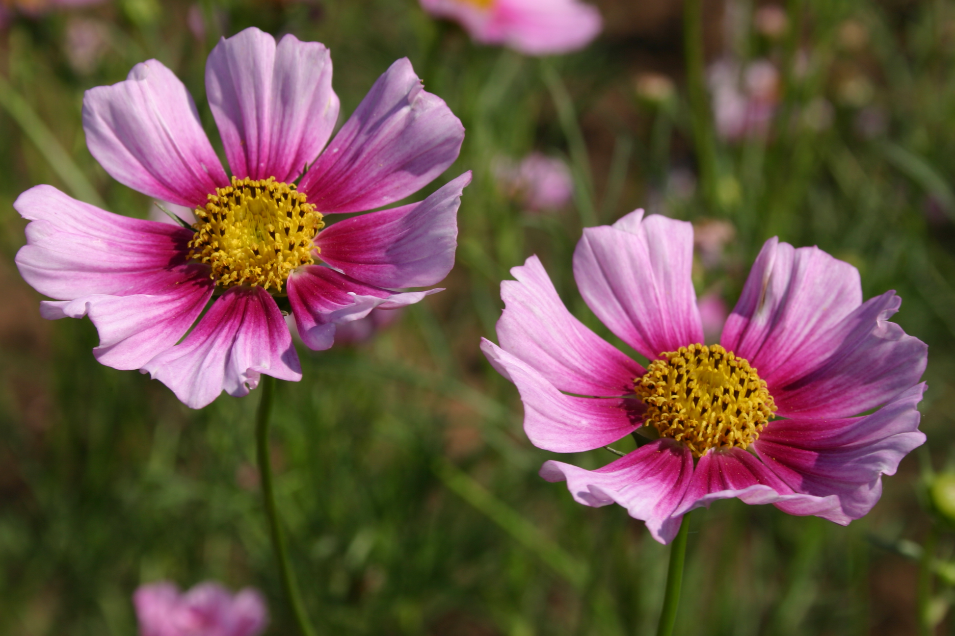 Cosmos Seeds - 35+ Annual Flower Seeds for Garden, Cosmos bipinnatus, Vibrant Blooms, Easy to Grow, Pollinator Attractant