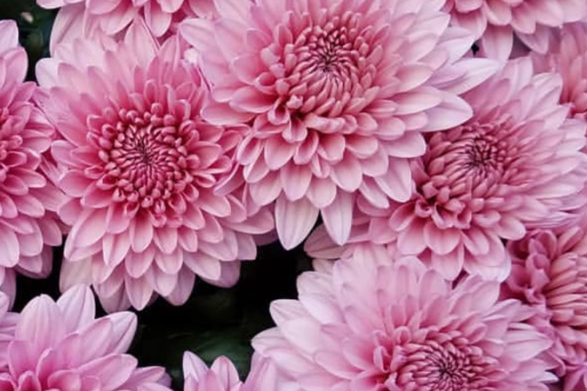 Ayslee Pink Mum Seeds – 200+ Chrysanthemum morifolium Annual Flower Seeds for Garden Beds & Containers