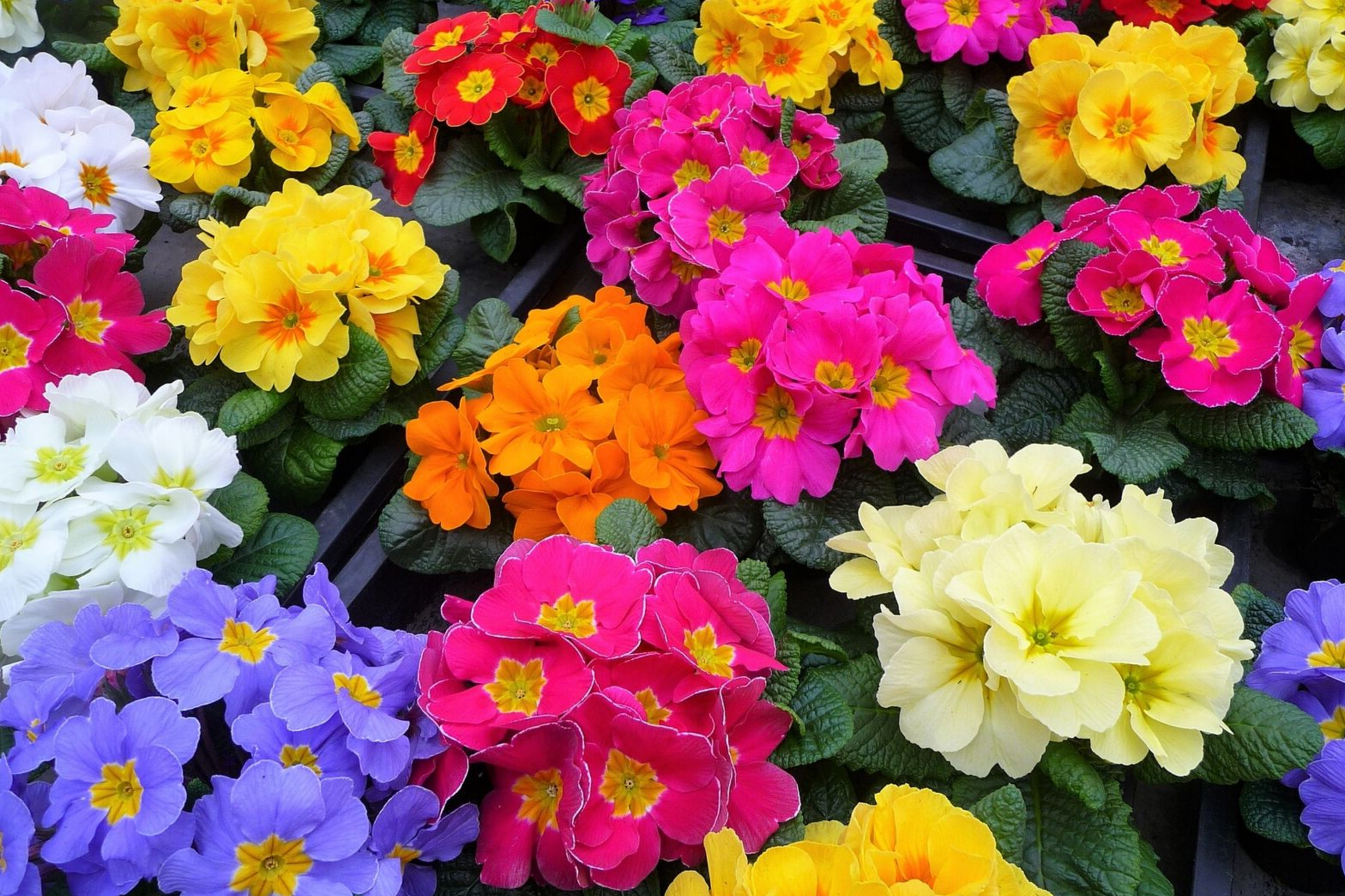 Primrose Seeds Bulk 125+ | Annual Primula vulgaris Flower Seeds for Garden, Borders & Containers