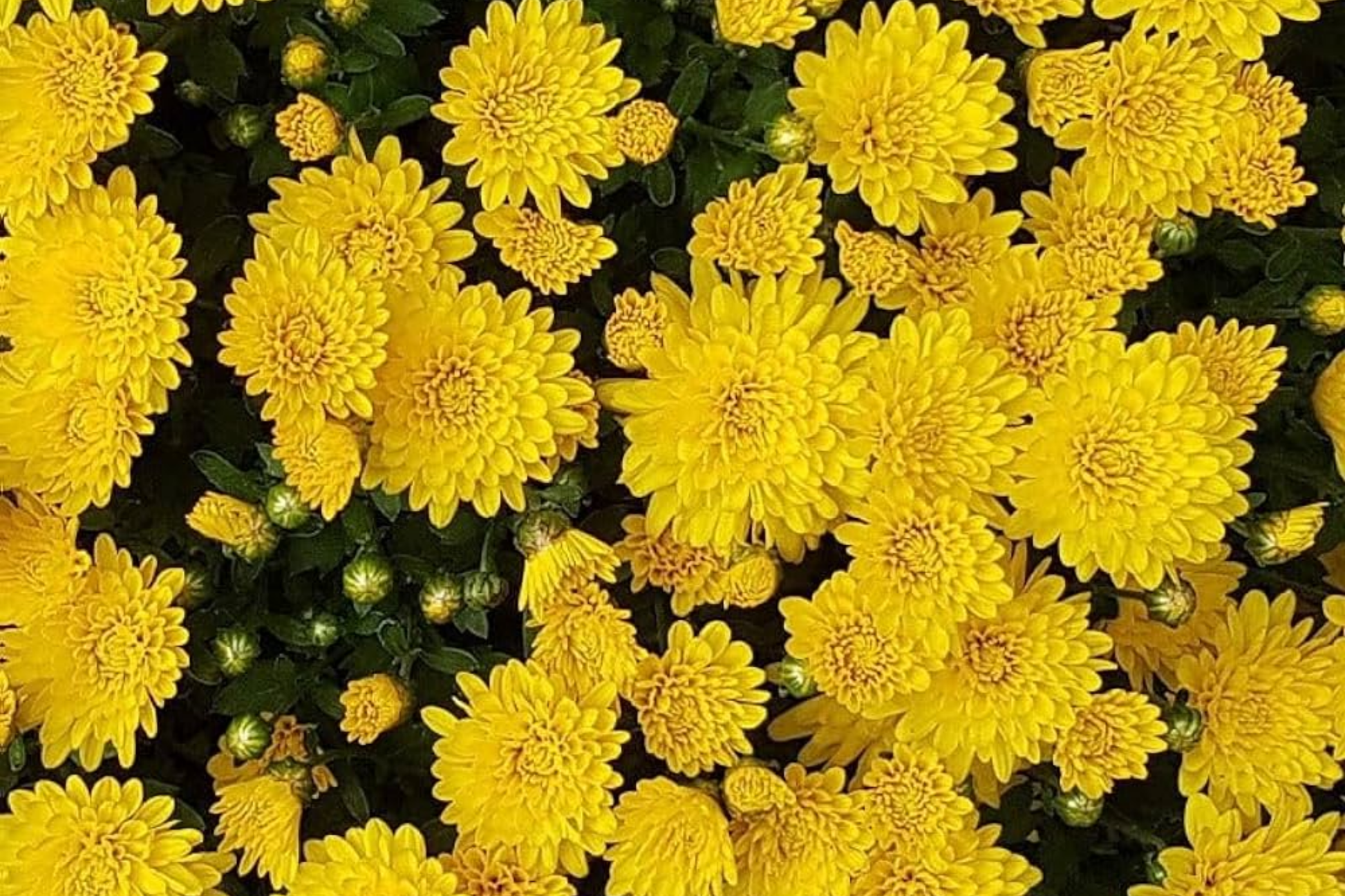 Mango Dream Mum Seeds - 200+ Chrysanthemum morifolium Annual Flower Seeds for Gardens, Borders, and Containers