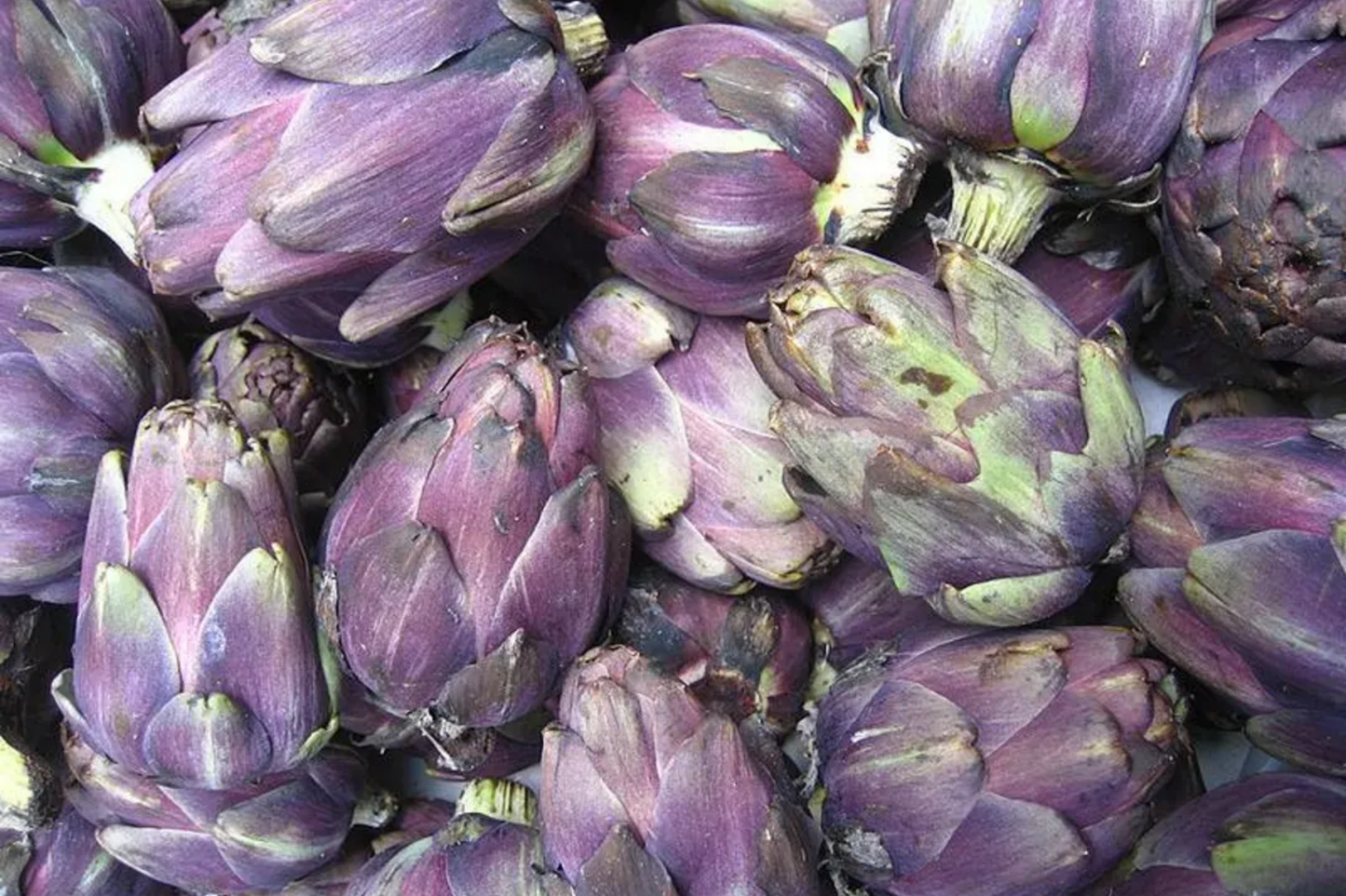 Purple Italian Artichoke Seeds - Non-GMO Vegetable Seeds for Garden, Cynara scolymus, 50+ Pack