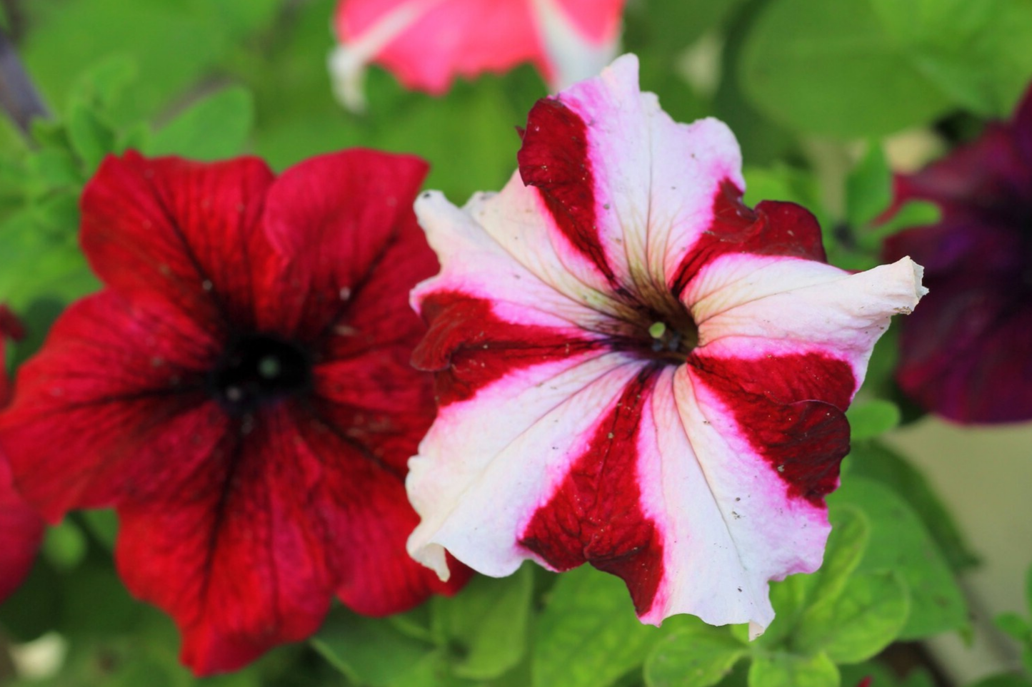 Dew Drop Petunia Seeds - Bulk 1000+ Perennial Flower Seeds for Garden Beds & Containers - Petunia x hybrida