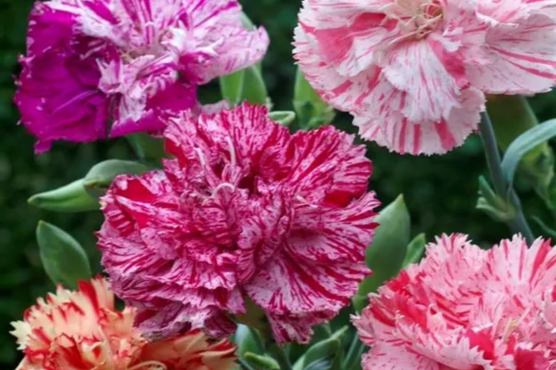 Dianthus Seeds - Bulk 500+ Torte Carnation Annual Flower Seeds for Gardens, Borders & Containers - Dianthus chinensis