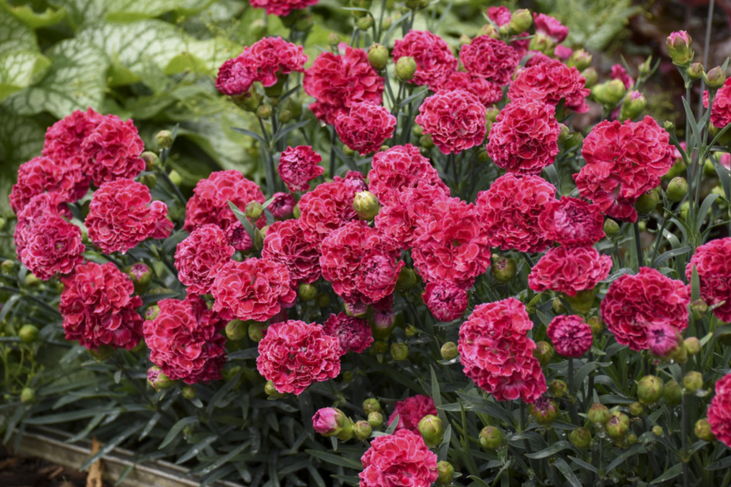Begonia Seeds - Dazzled Raspberry Blend - Flowering Plant Seeds for Indoor & Outdoor Gardens - Begonia x tuberhybrida
