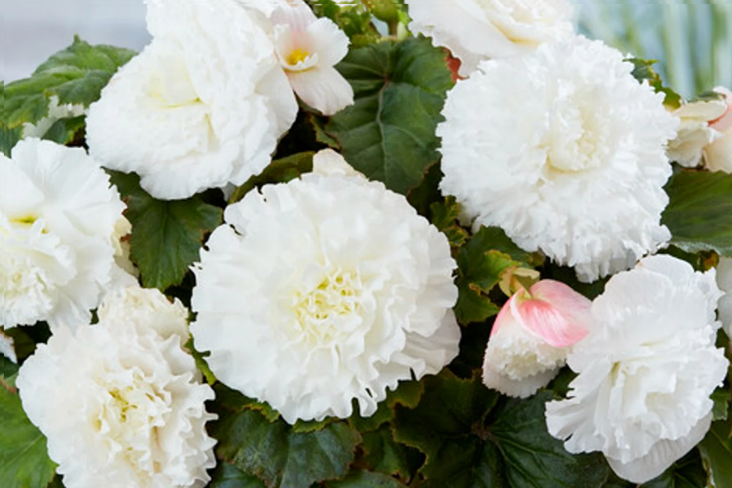 Begonia Seeds - Alabaster Charisma - Non-GMO Flower Seeds for Garden, Pots & Borders - Begonia x tuberhybrida