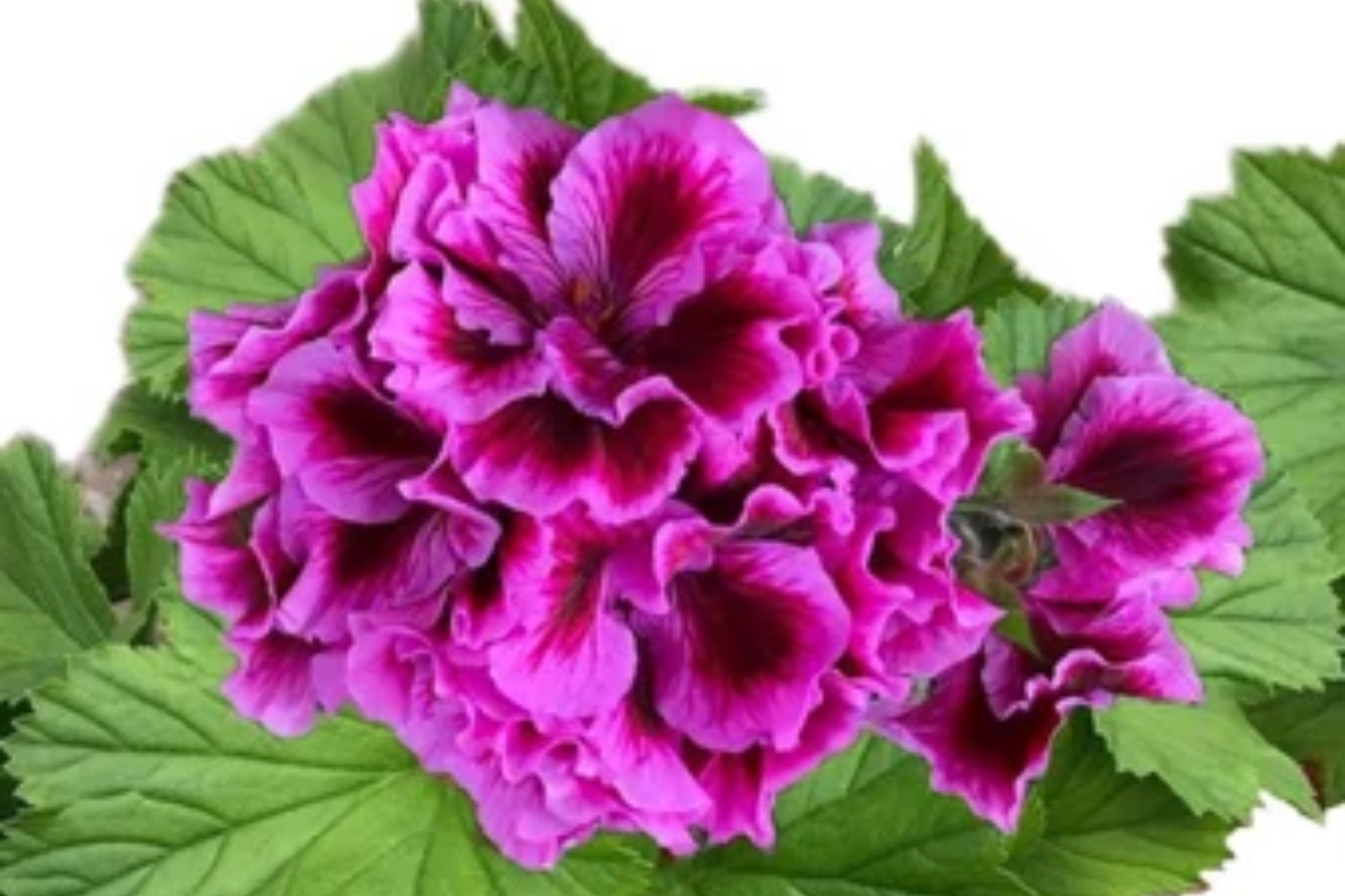 Geranium Seeds - 100+ Magenta Marvel Pelargonium hortorum - Fragrant Flower Seeds for Garden, Pots & Borders